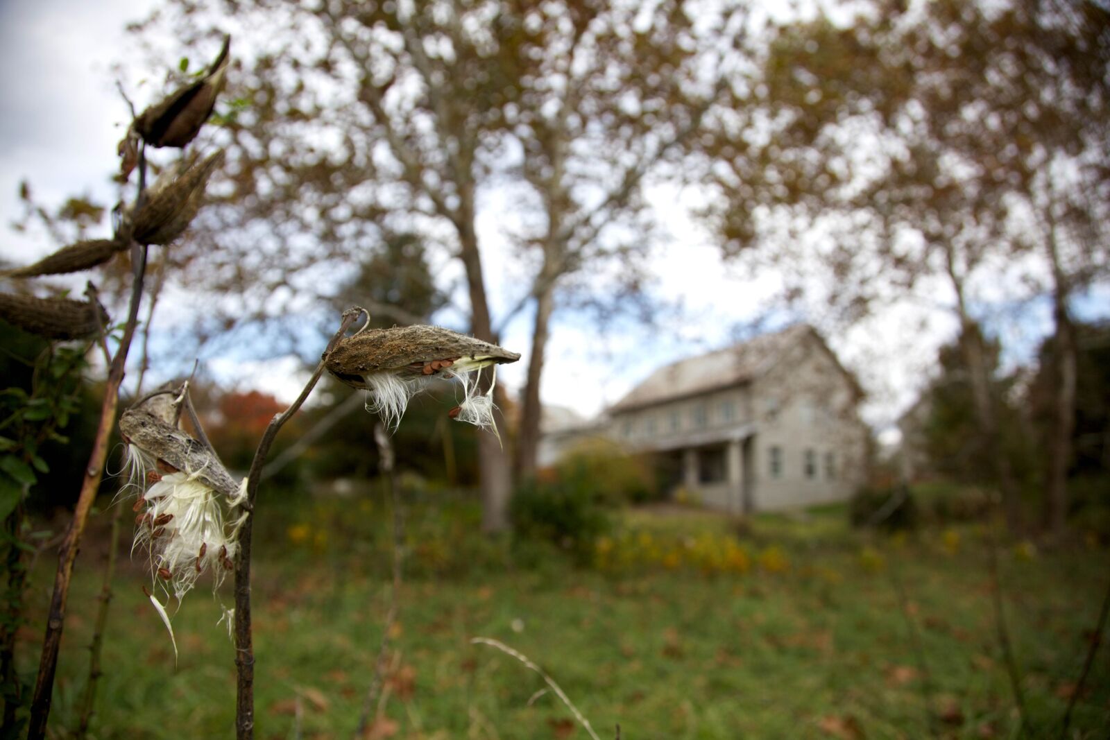 Canon EOS 5D Mark II sample photo. Milkweeds, plant, seeding, hill photography