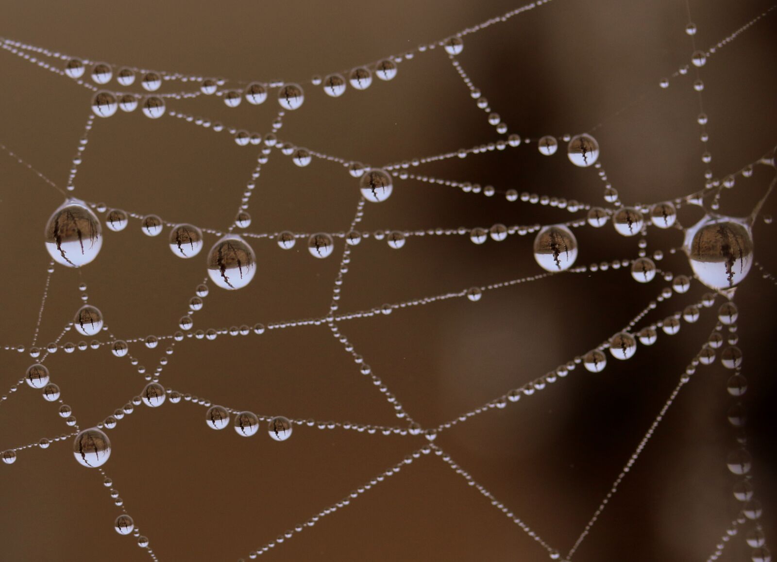 Canon EOS 7D Mark II + Canon EF-S 60mm F2.8 Macro USM sample photo. Spider web, water, drops photography