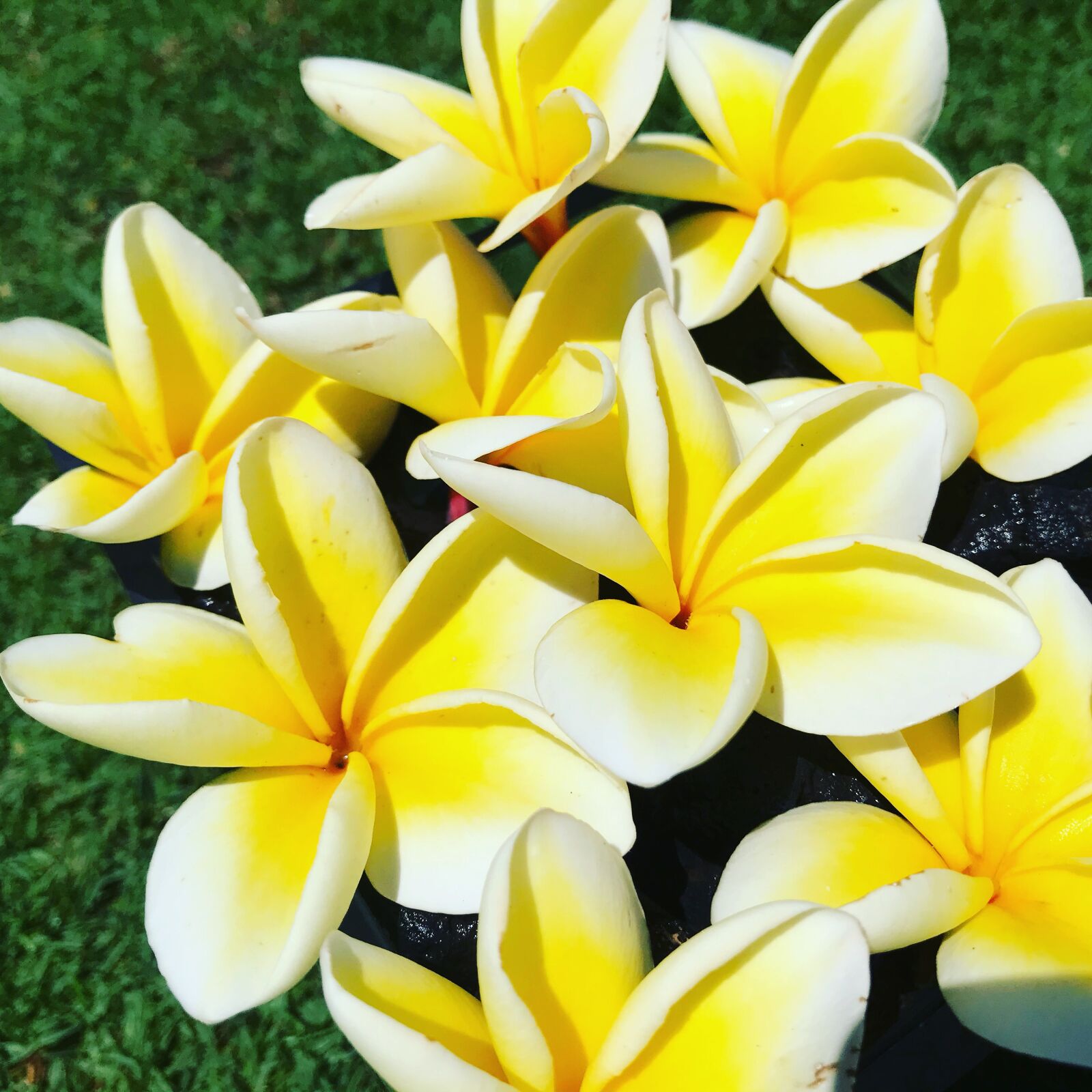 iPhone 7 Plus back dual camera 3.99mm f/1.8 sample photo. Plumeria, flowers, yellow photography