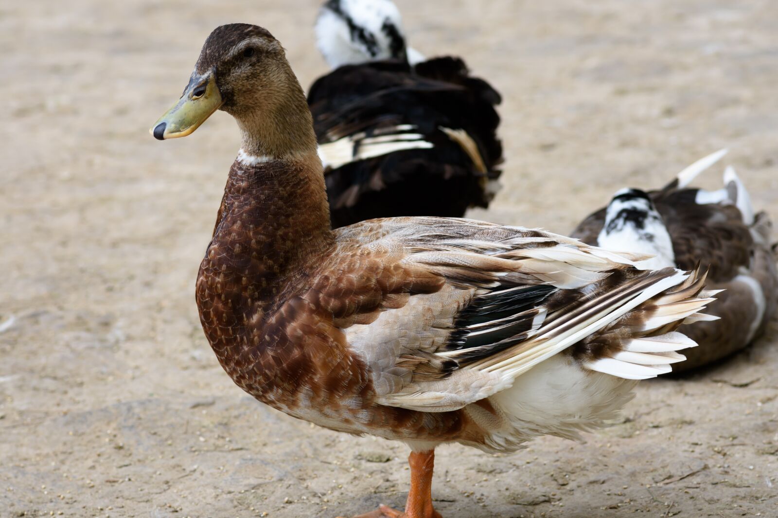 Nikon D7200 sample photo. Duck, swan, bird photography