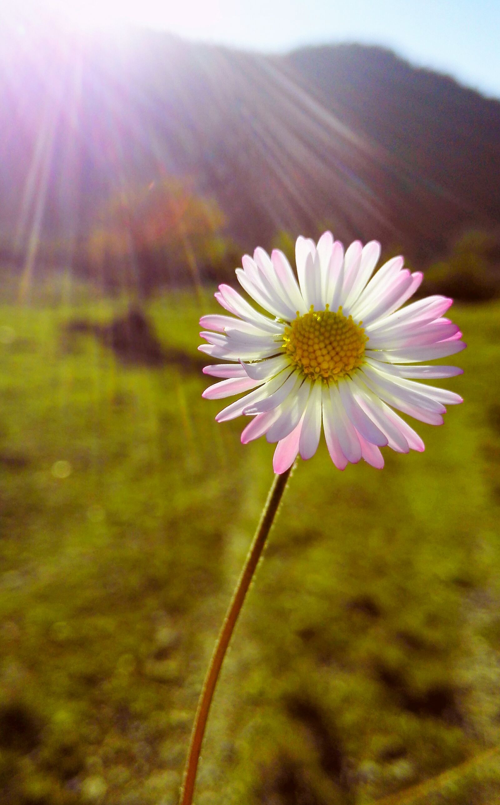 HUAWEI Mate 7 sample photo. Flower, daisy, plant photography