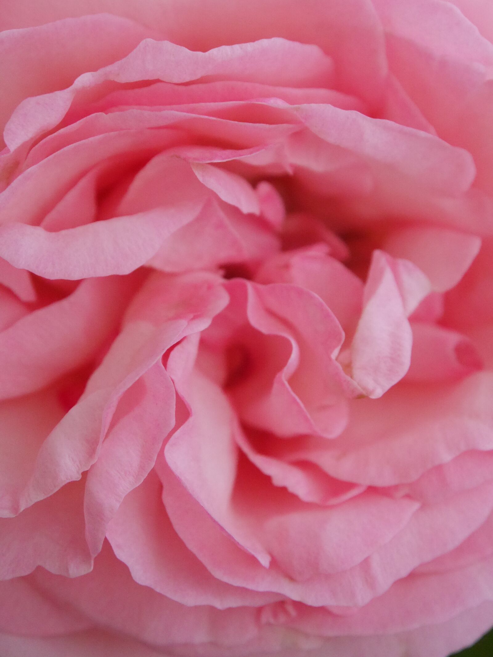 Panasonic Lumix DMC-GF6 sample photo. Rose, flower, nature photography
