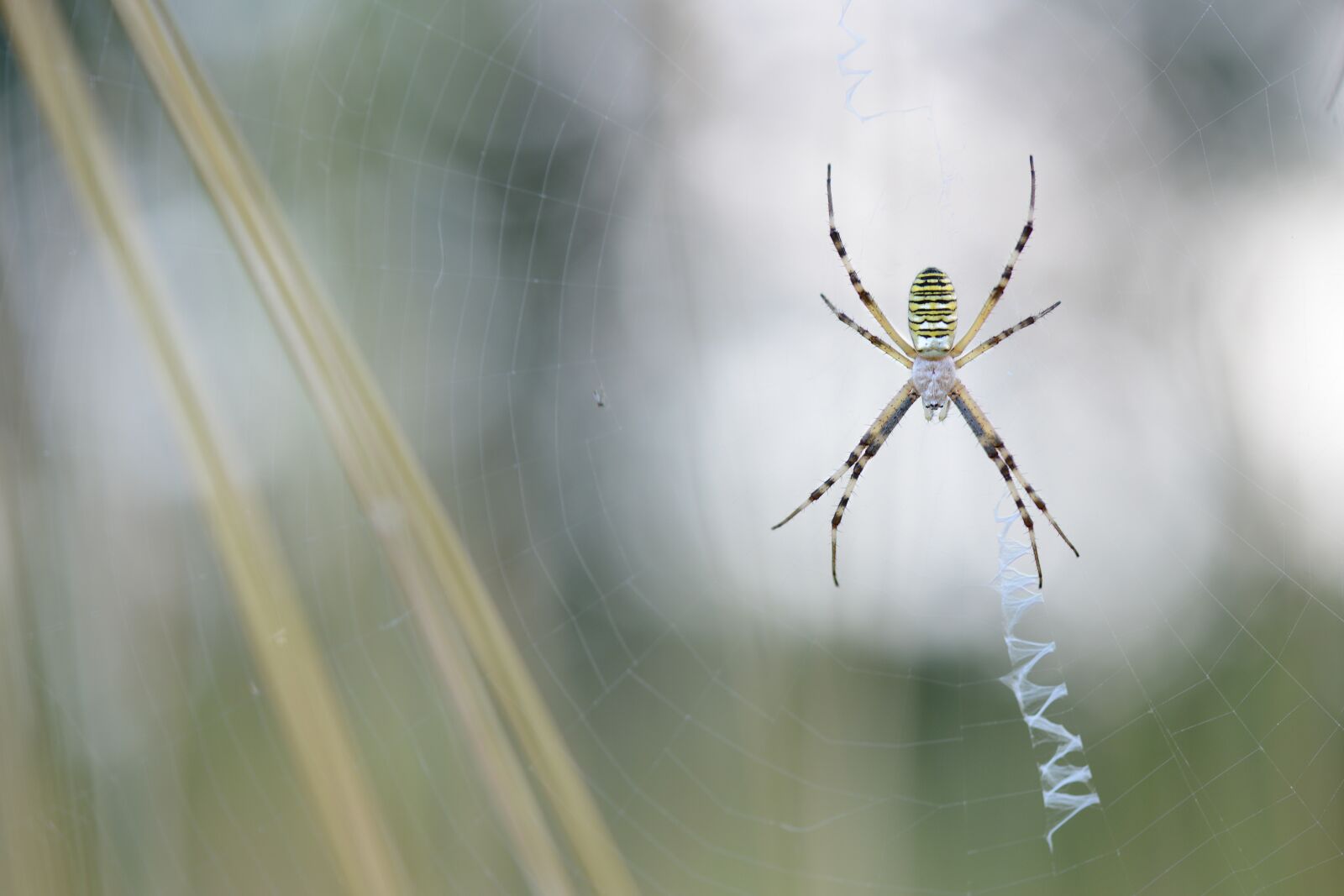 Nikon D800 sample photo. Nature, macro, photography photography