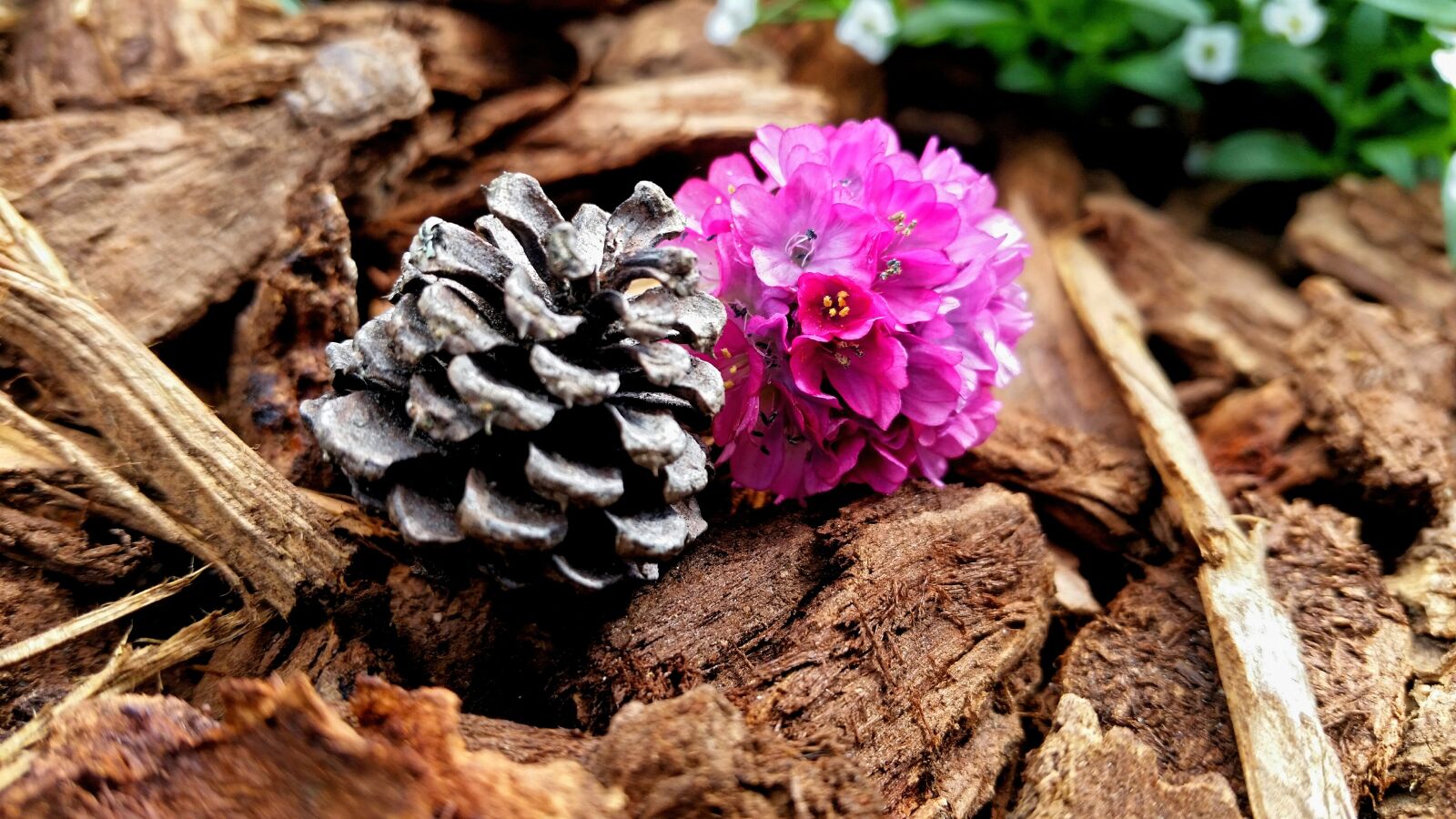 Samsung Galaxy S5 sample photo. Desktop, background, pretty photography