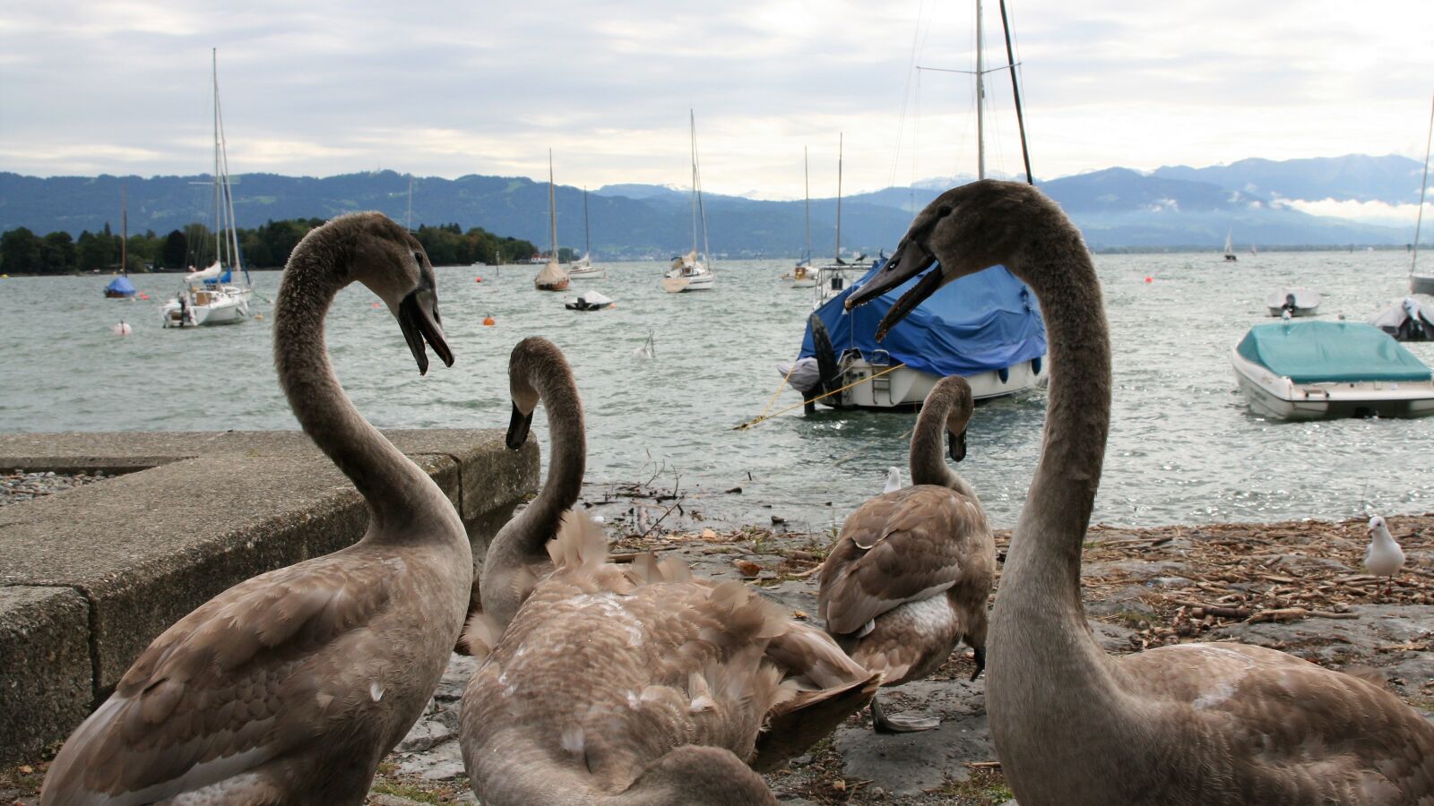 Canon EOS 400D (EOS Digital Rebel XTi / EOS Kiss Digital X) sample photo. Conversation, lake, young swans photography