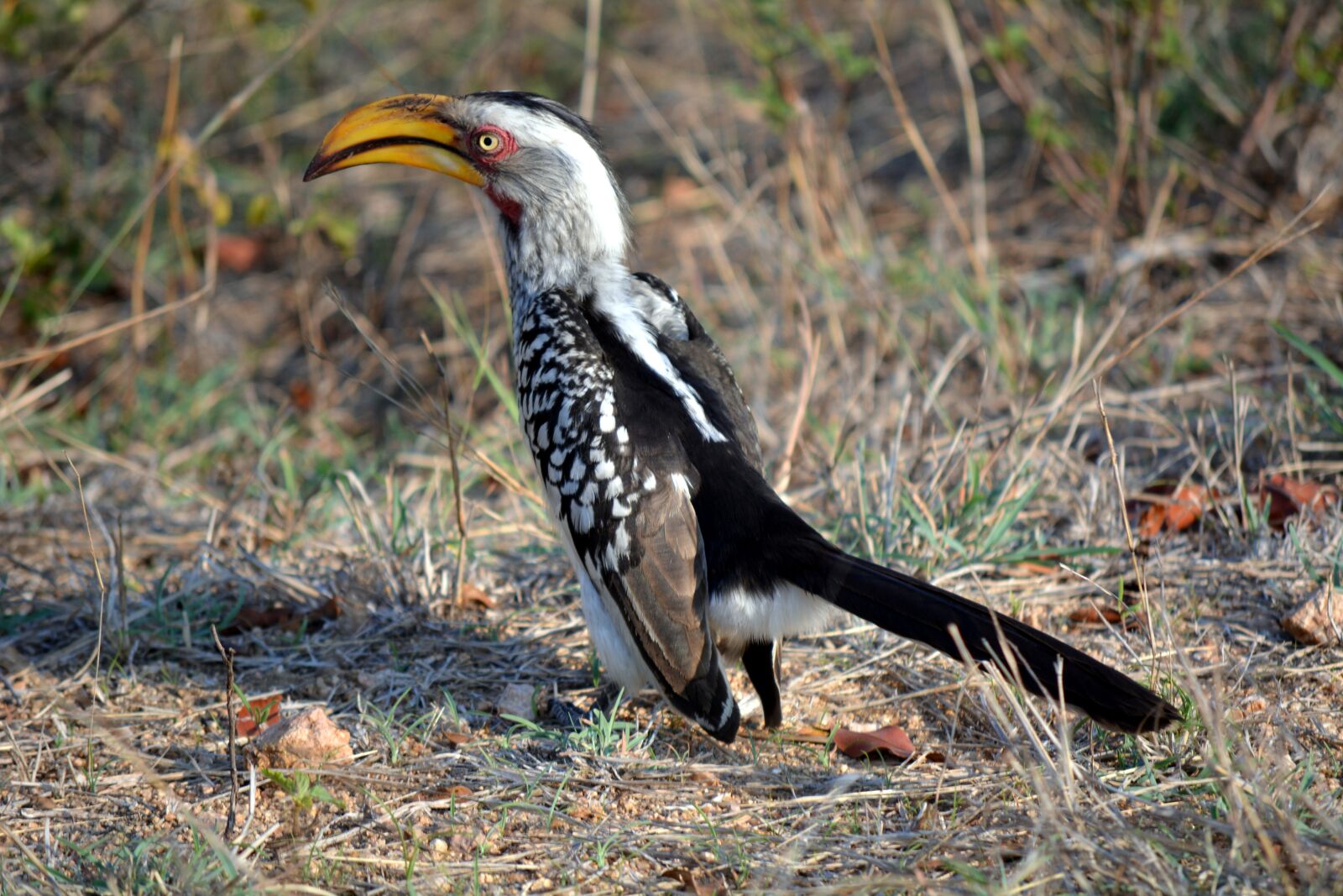 Nikon D5200 sample photo. Yellow beak, bird, wild photography