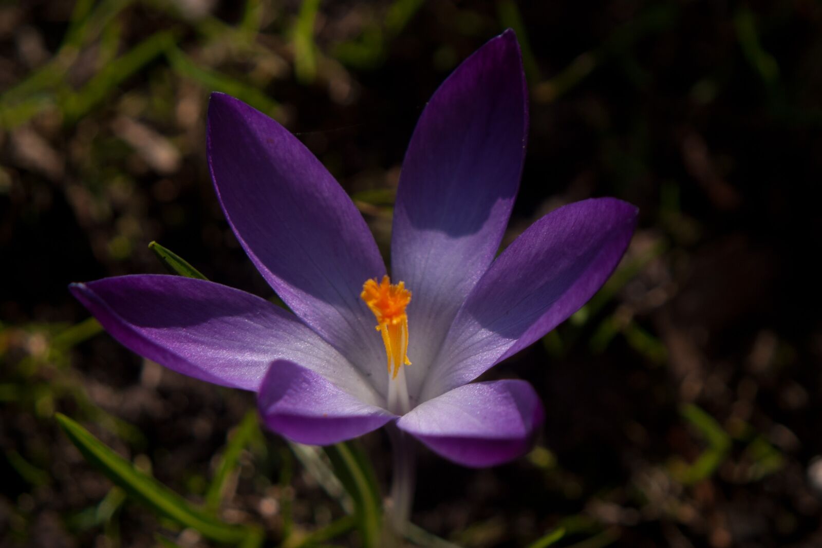 Canon EOS 10D sample photo. Flower, macro, nature photography