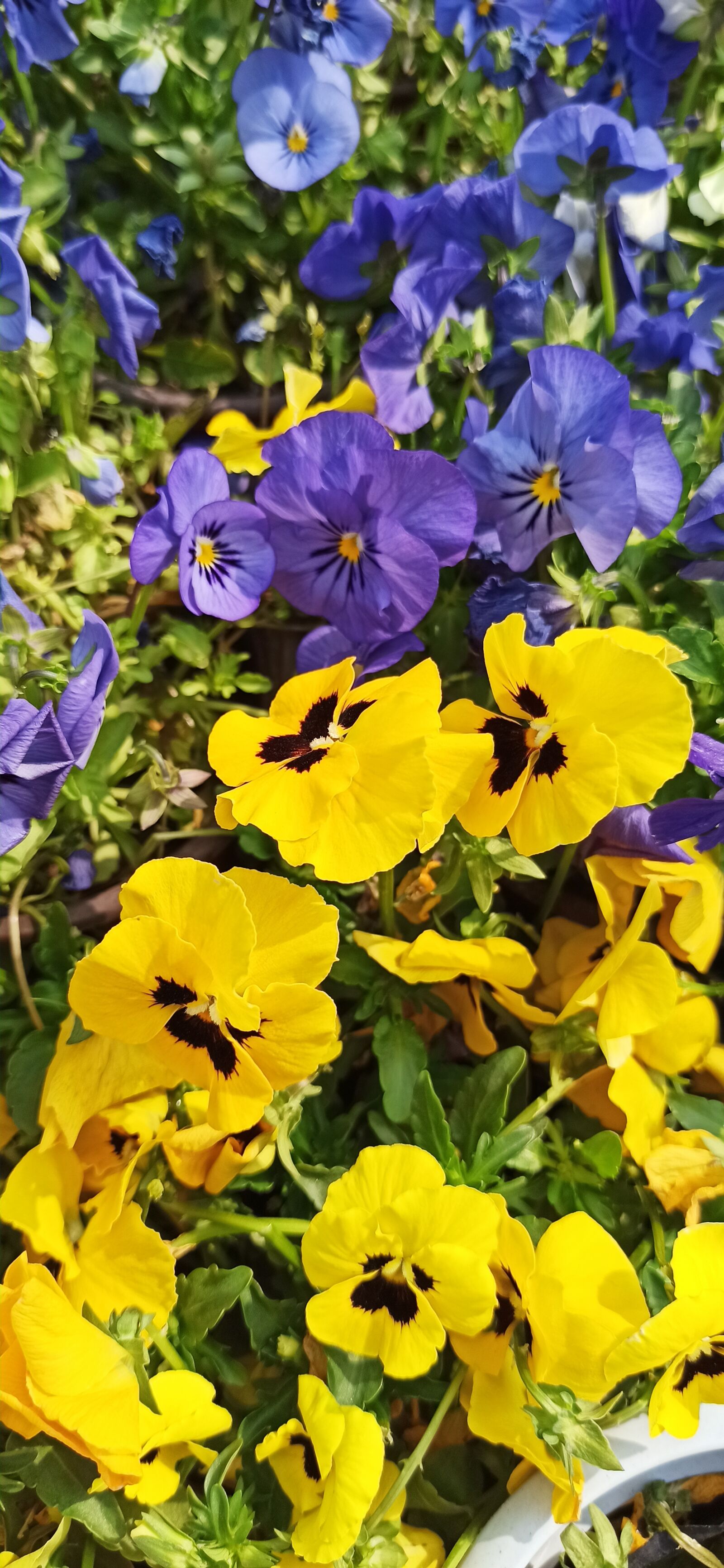 Xiaomi Redmi Note 8 Pro sample photo. Flower, beautiful, spring photography