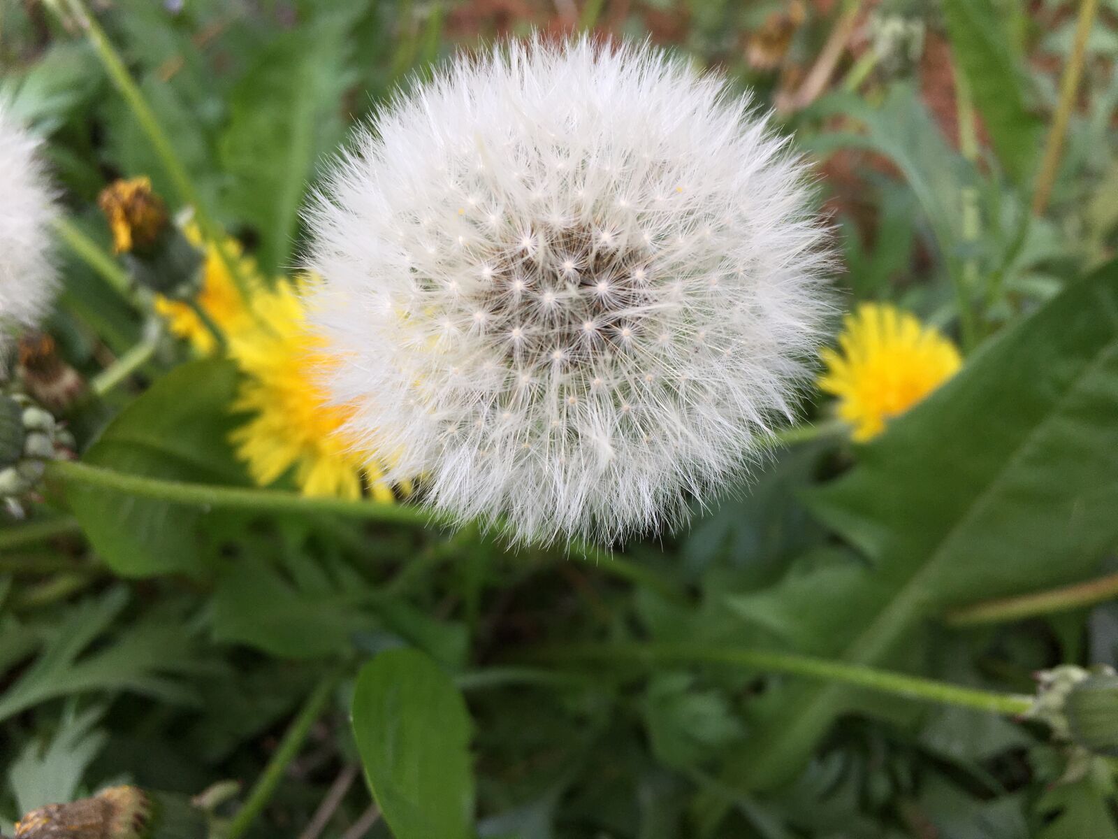 Apple iPhone 6s sample photo. Dandelion, plants, flowers photography