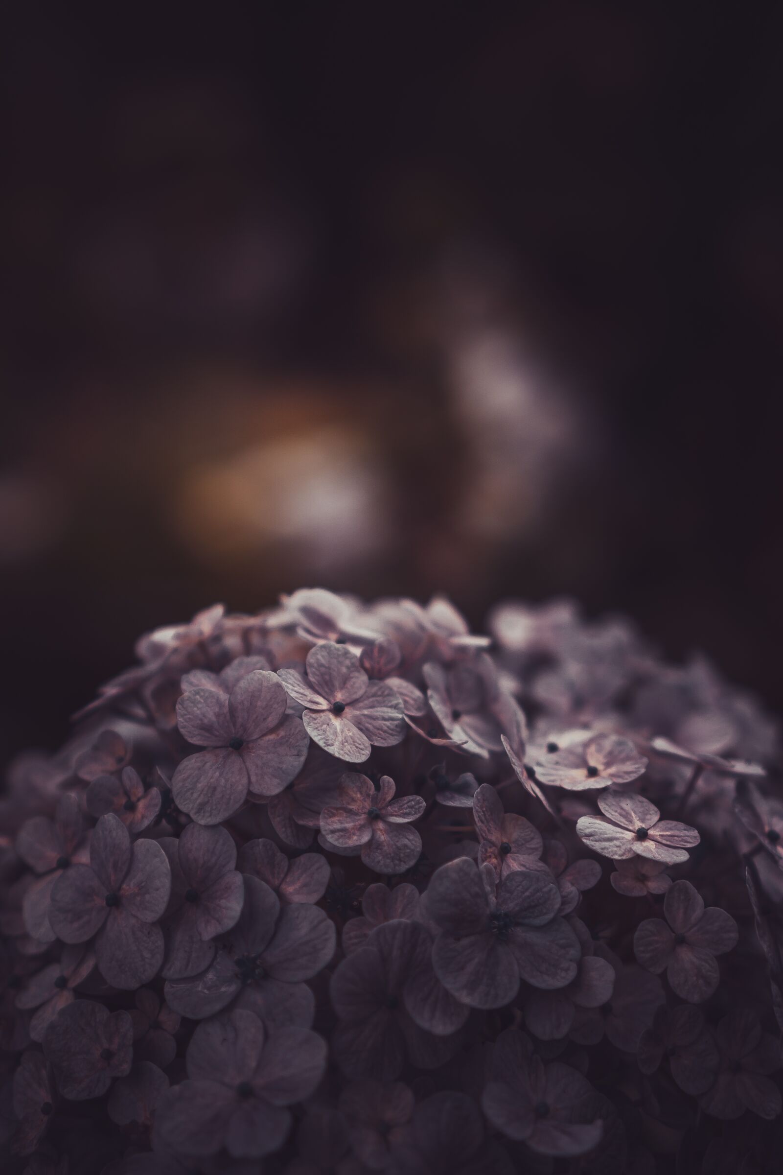 Sony a6000 + Sony E 35mm F1.8 OSS sample photo. Flower, summer, folk photography