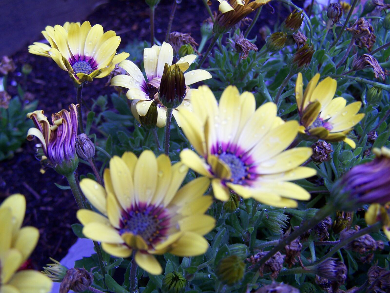 Kodak Z740 ZOOM DIGITAL CAMERA sample photo. Yellow, daisies, flowers photography
