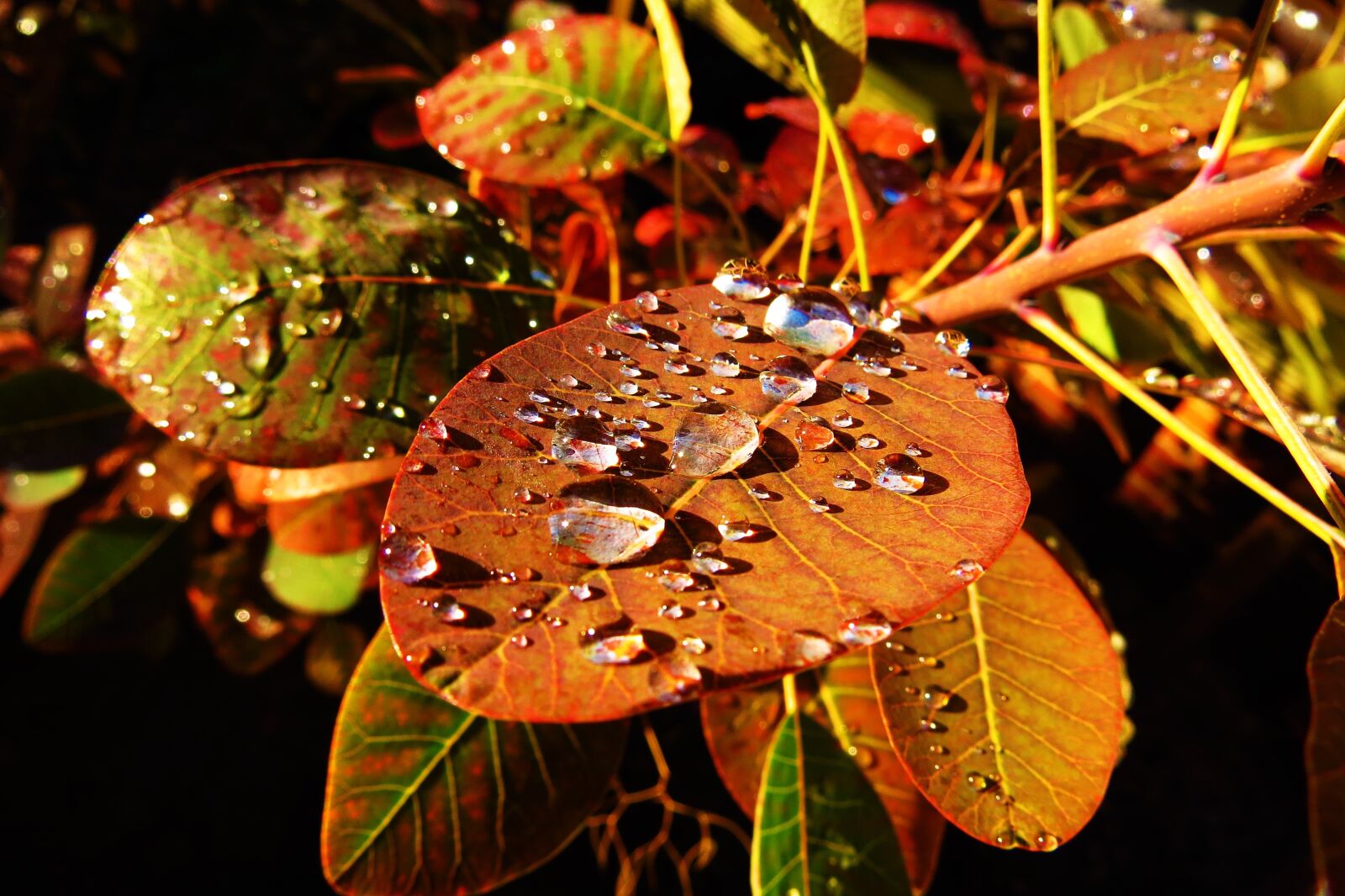 Canon PowerShot SX50 HS sample photo. Nature, leaves, fall color photography