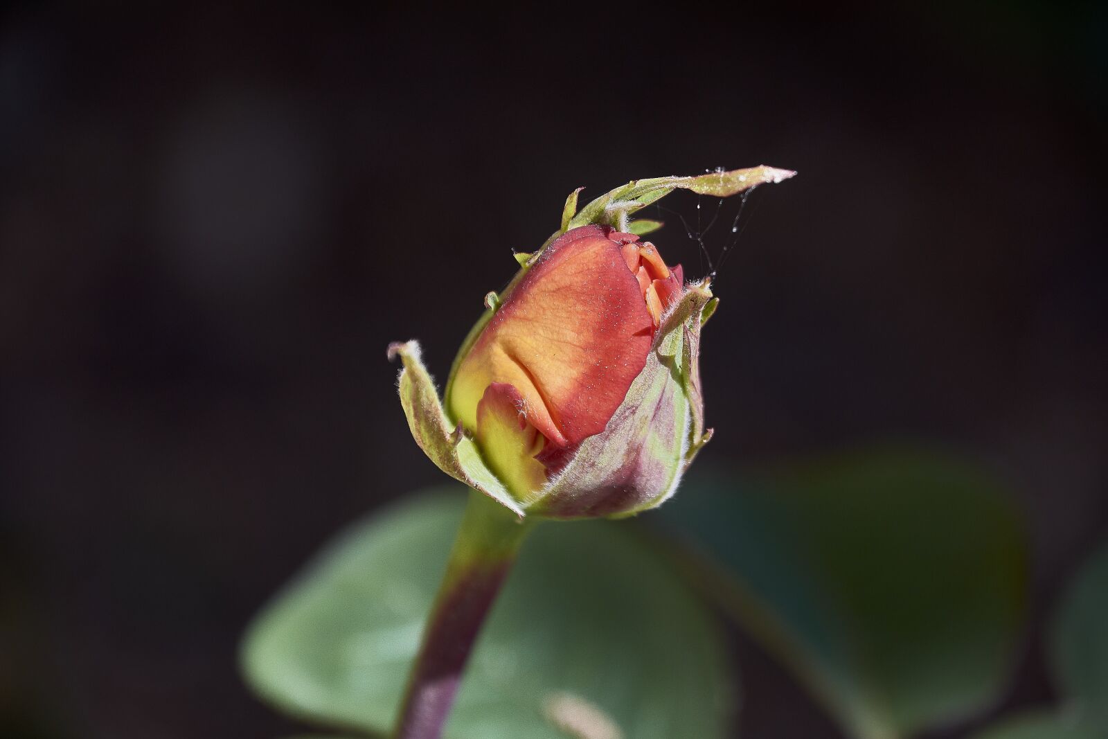 Nikon D7200 sample photo. Rosa, flower, roses photography