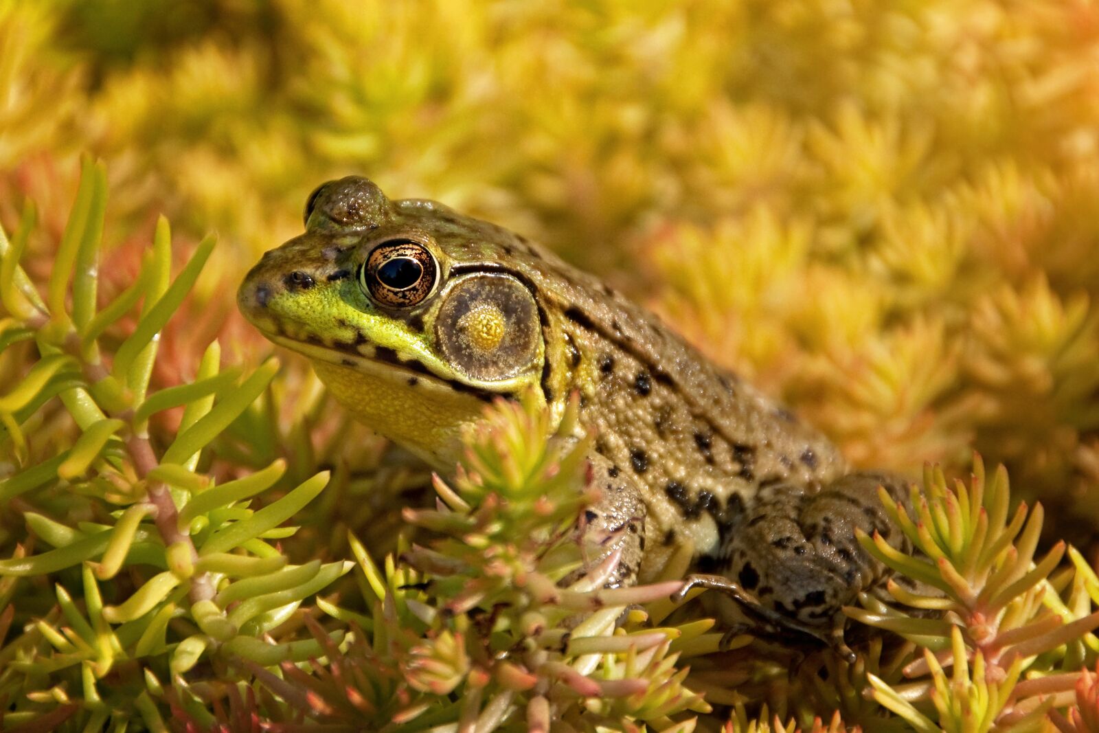 Nikon D90 sample photo. Frog, amphibian, bullfrog photography