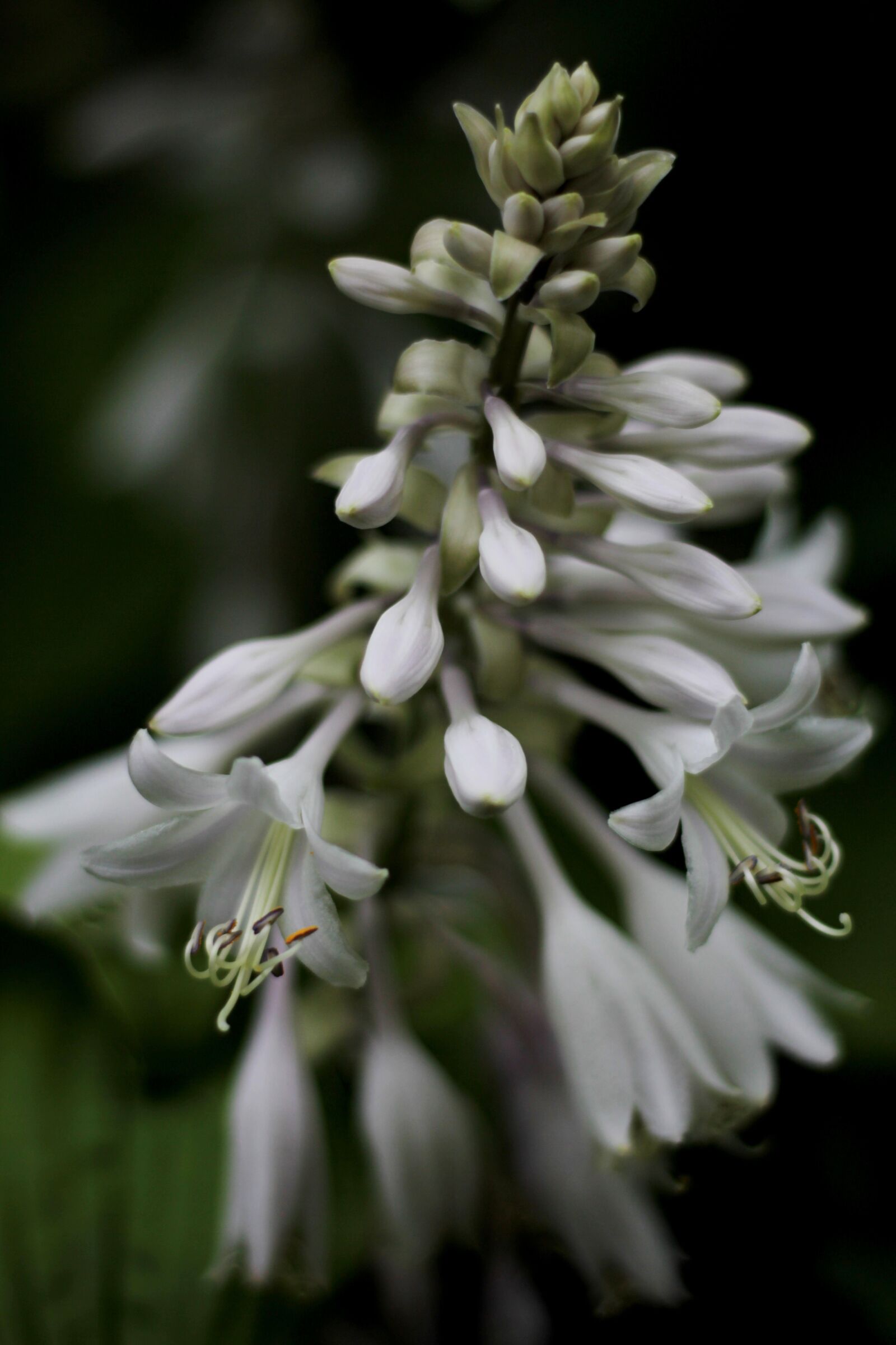 Canon EOS 600D (Rebel EOS T3i / EOS Kiss X5) sample photo. Hosta, hartlelie, inflorescence photography