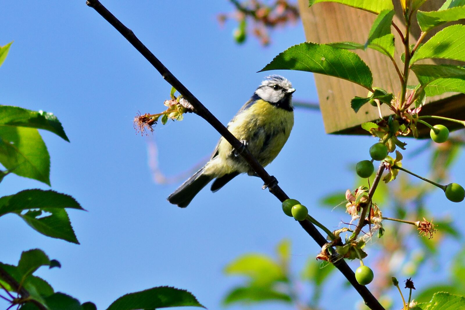 Nikon D5200 sample photo. Blue tit, cherry tree photography