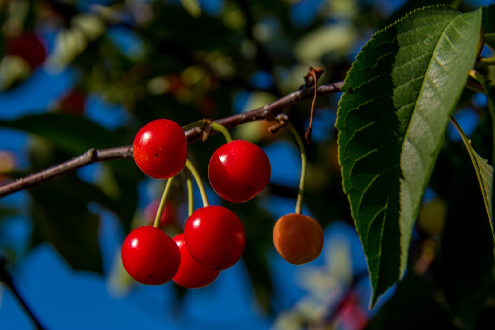 Nikon D5200 sample photo. Cherries, branch, cherry photography