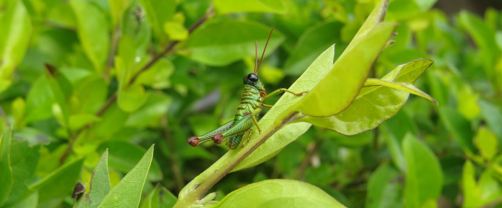 Canon PowerShot SX50 HS sample photo. Insect, cricket, grasshopper photography