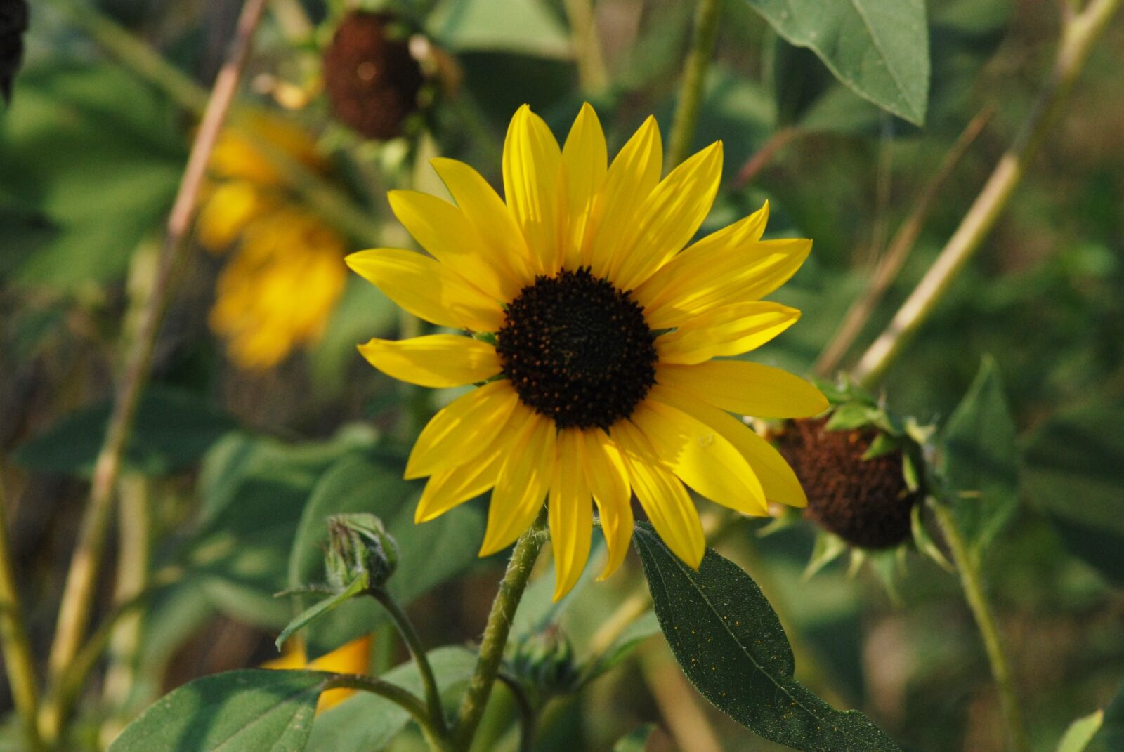 Nikon D80 sample photo. Flower, yellow, nature photography