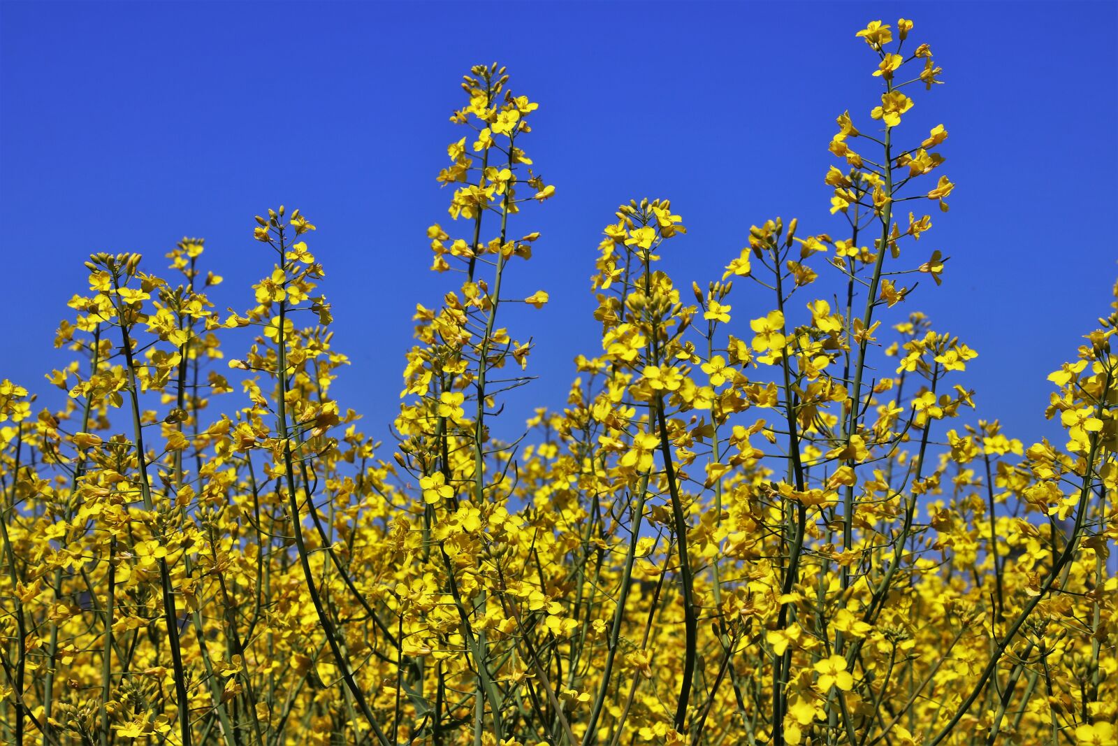 Canon EOS 80D sample photo. Rapeseed, spring, at the photography