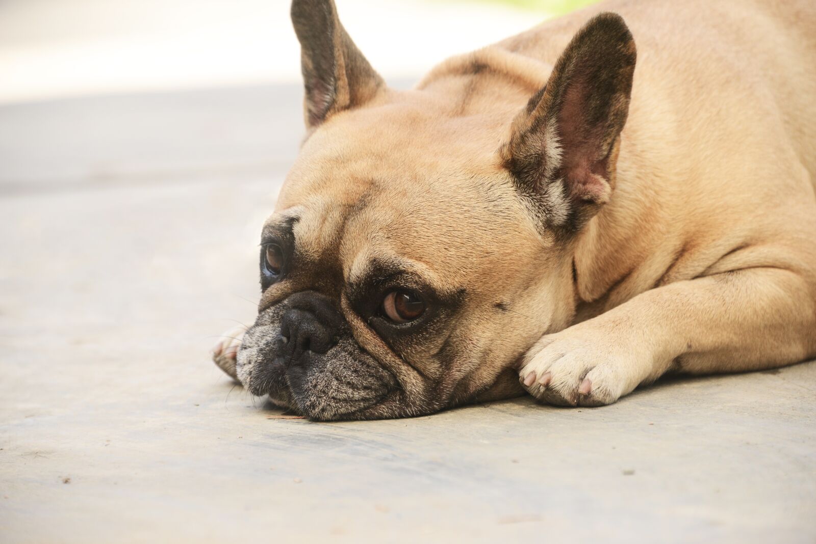 Nikon D800 sample photo. Cute, dog, animal photography