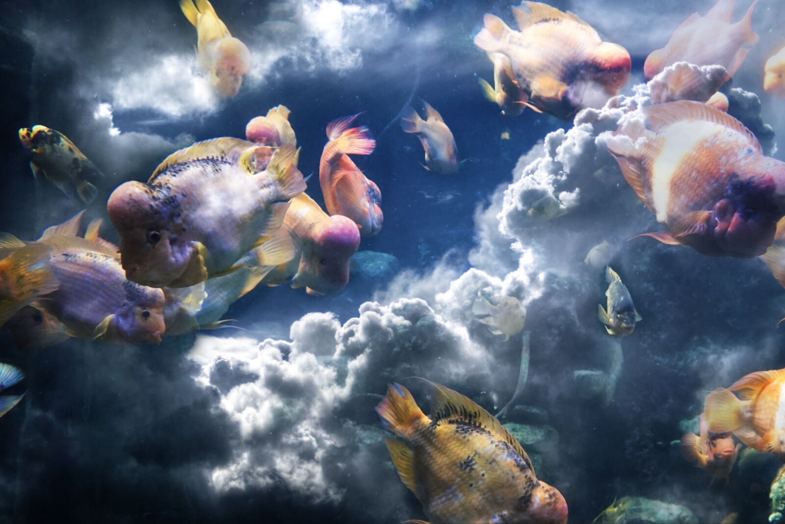 Sony Alpha DSLR-A230 sample photo. Fish, clouds, composition photography