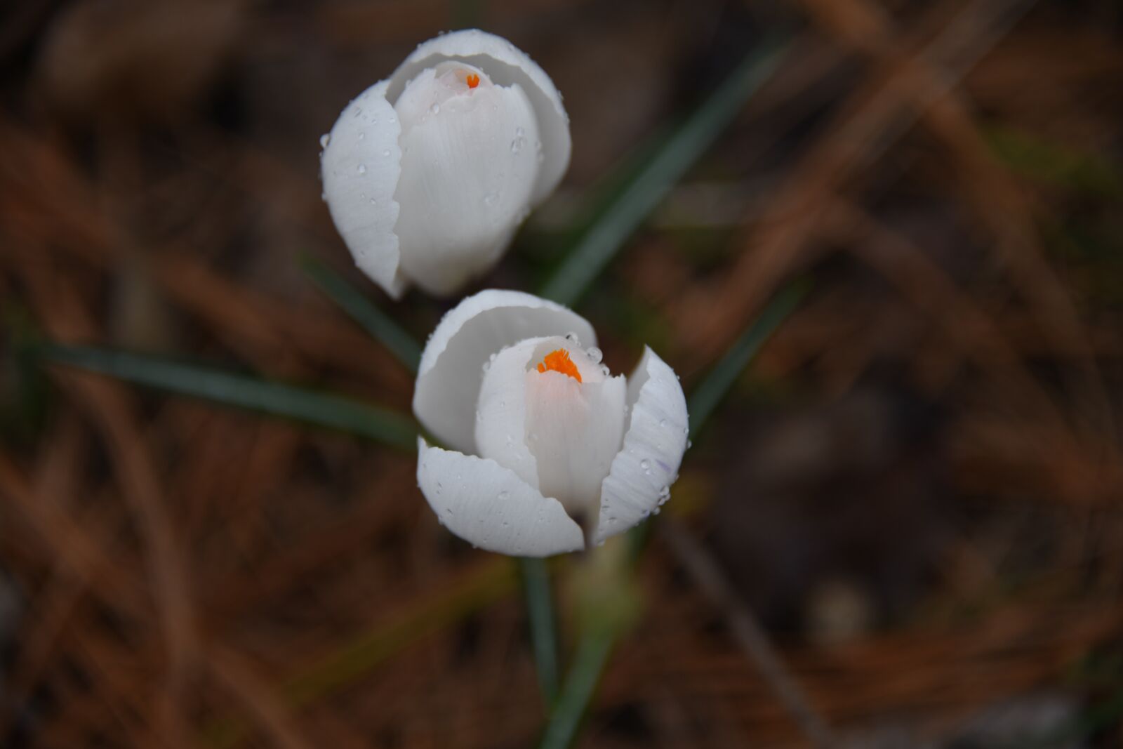 Nikon D850 sample photo. Crocus, flower, happy photography