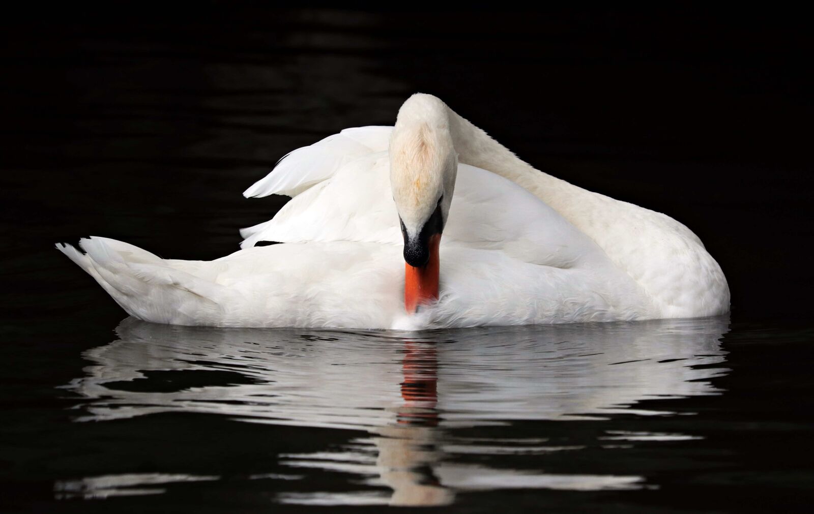 Canon EOS 80D sample photo. White swan, bird, reflection photography