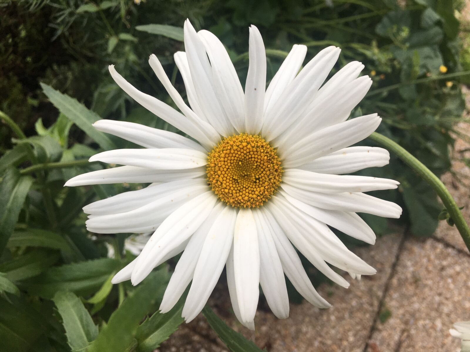 iPhone 6s Plus back camera 4.15mm f/2.2 sample photo. Marguerite, flower, garden photography