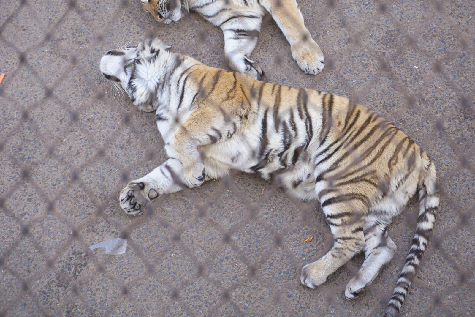 Sony E 16-50mm F3.5-5.6 PZ OSS sample photo. Animal, tiger, zoo photography