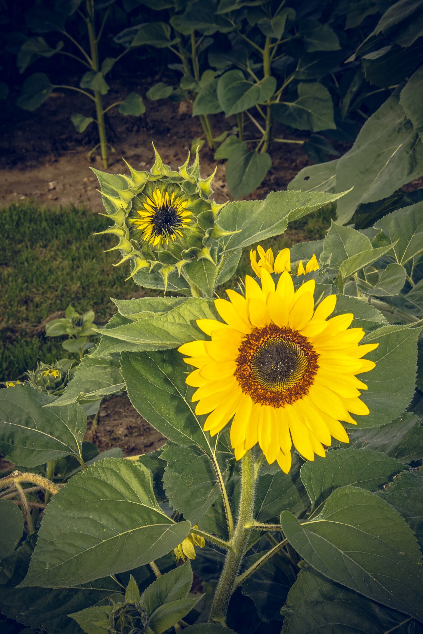 Sony ILCA-77M2 sample photo. Sunflower, blossom, bloom photography