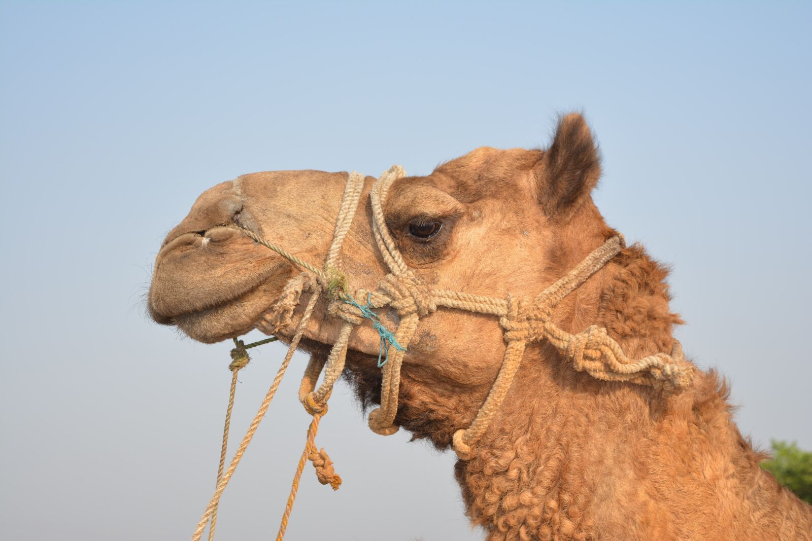 Nikon D5200 sample photo. Camel, head, portrait photography