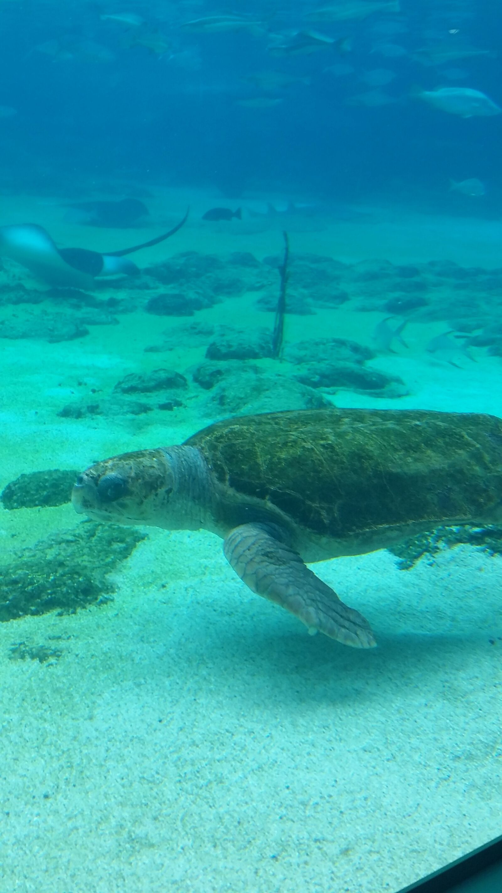 Samsung Galaxy S5 sample photo. Fish, ocean, sea, seaworld photography