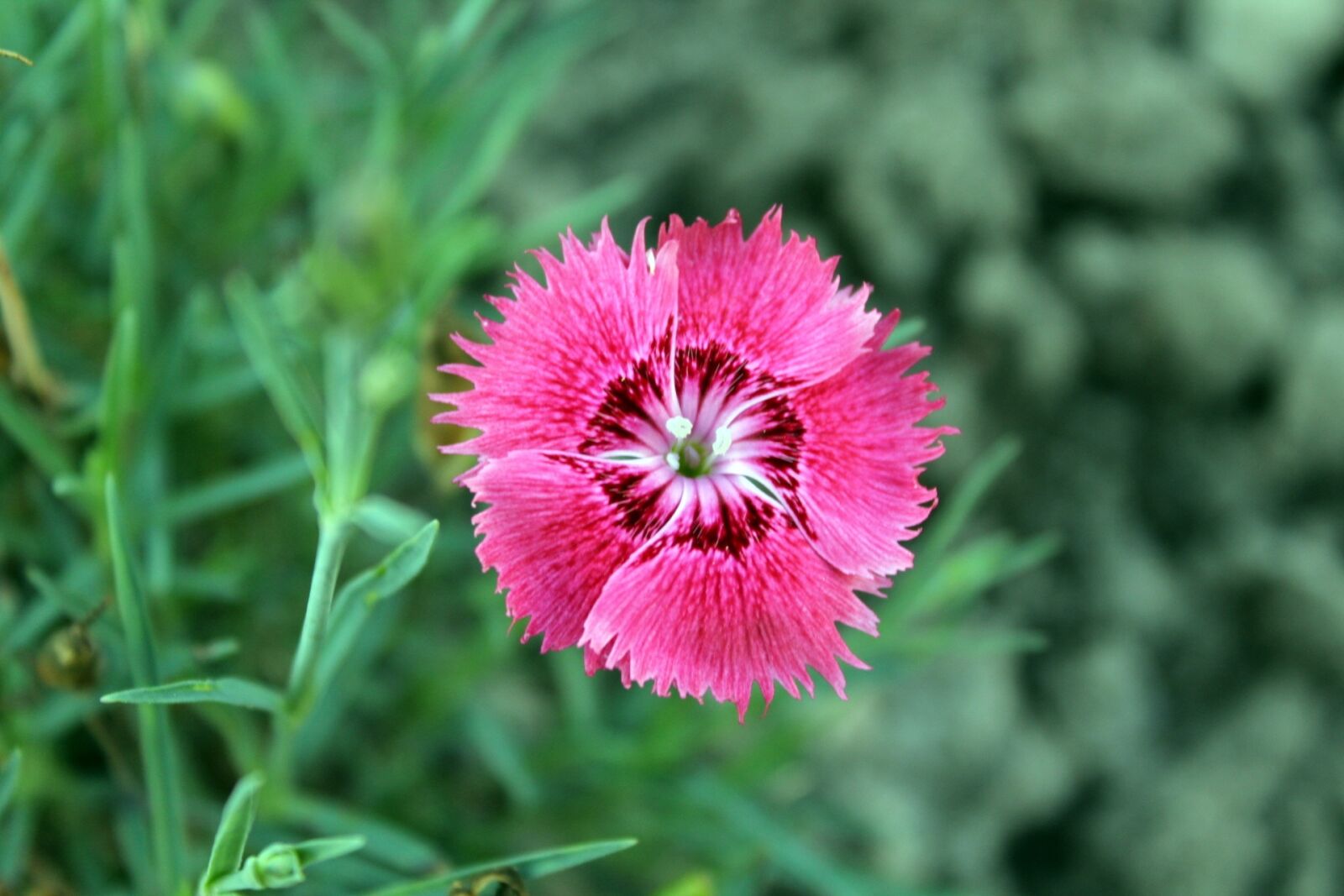 Canon EOS 1200D (EOS Rebel T5 / EOS Kiss X70 / EOS Hi) sample photo. Flower, garden, a garden photography