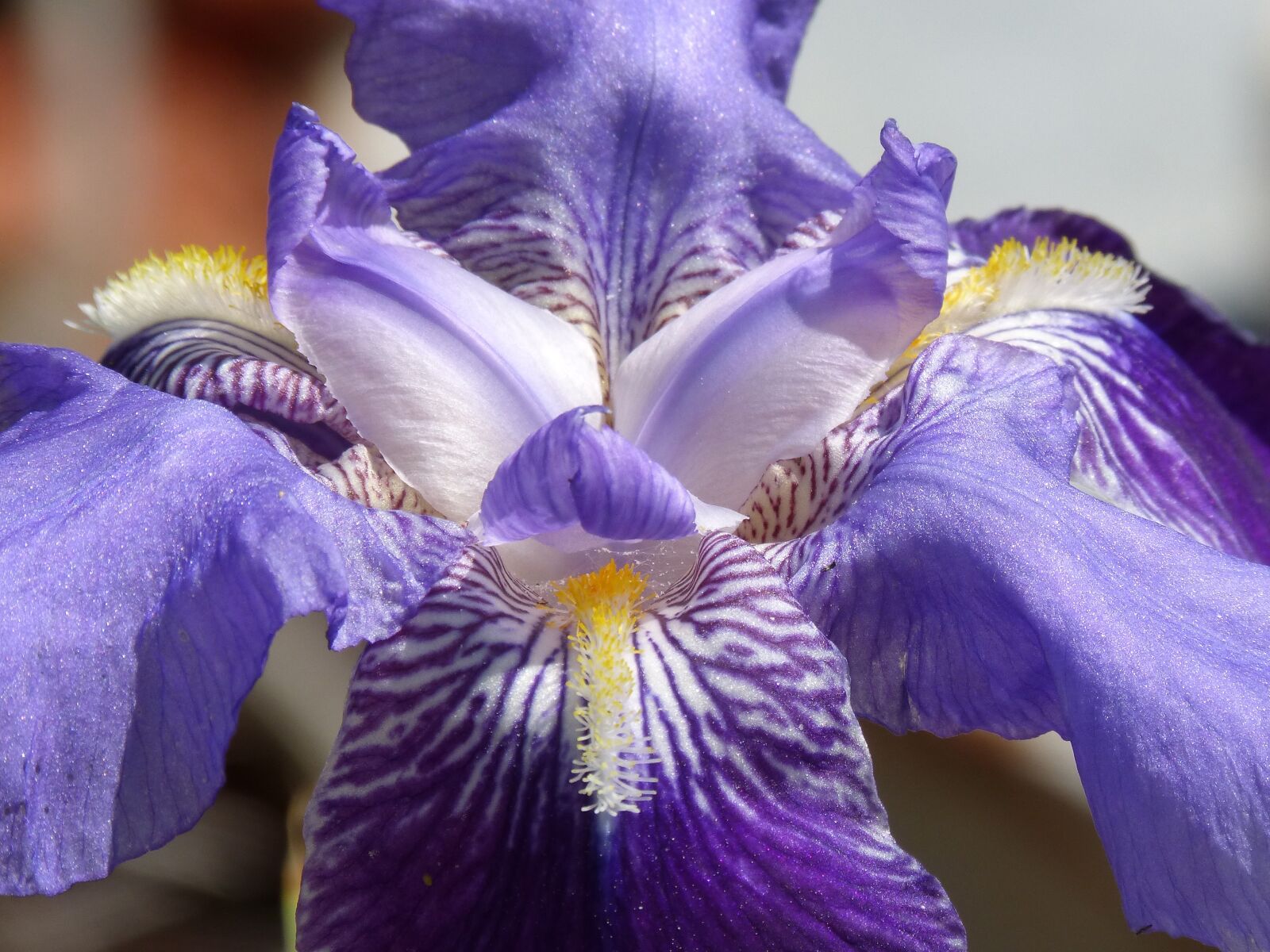 Panasonic DMC-FZ62 sample photo. Lily, detail, petals photography
