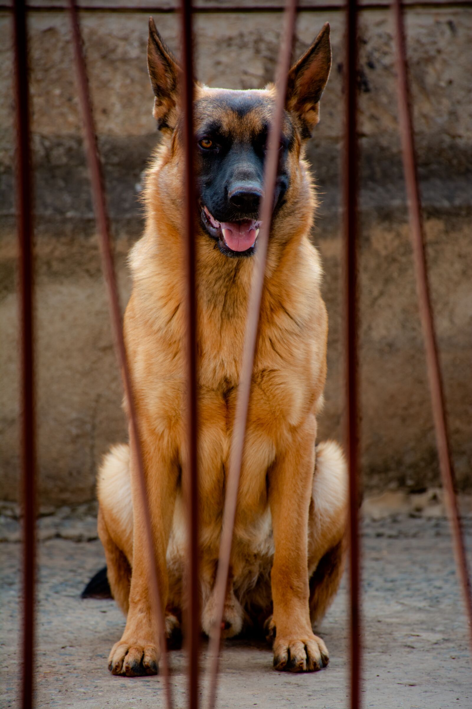 Nikon D7100 sample photo. Dog, friend, pet photography