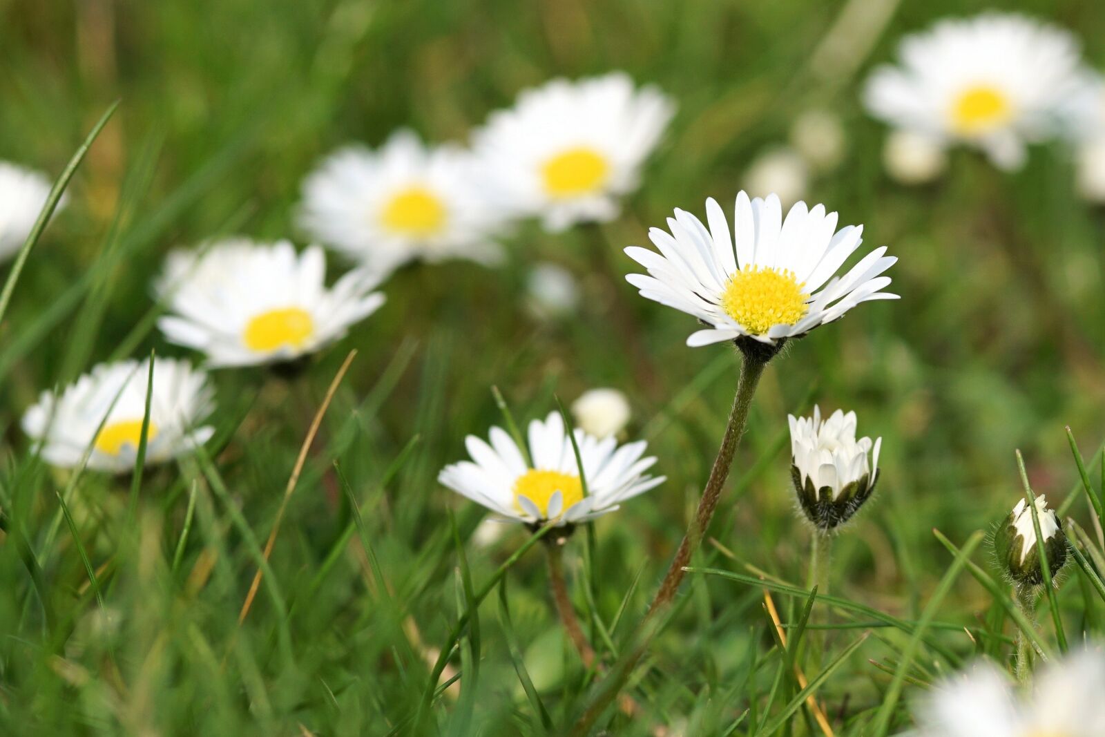 Sony a6000 + E 60mm F2.8 sample photo. Daisy, meadow, flower photography