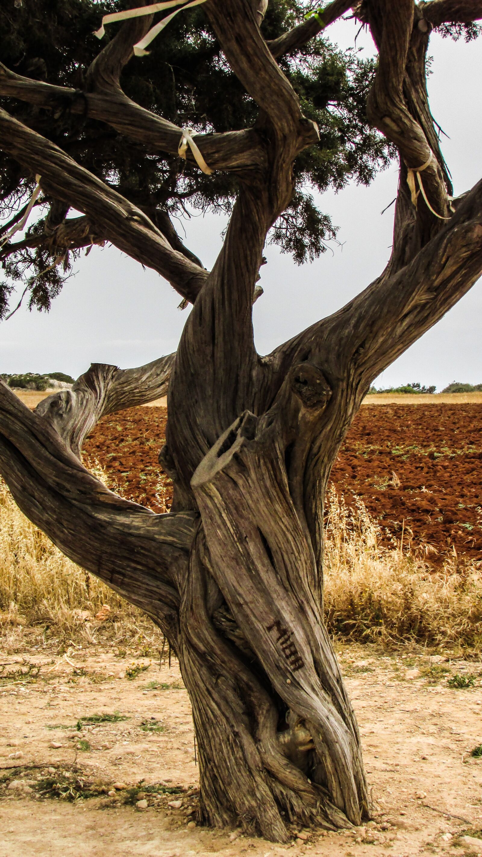 Canon PowerShot SX400 IS sample photo. Cyprus, cavo greko, tree photography