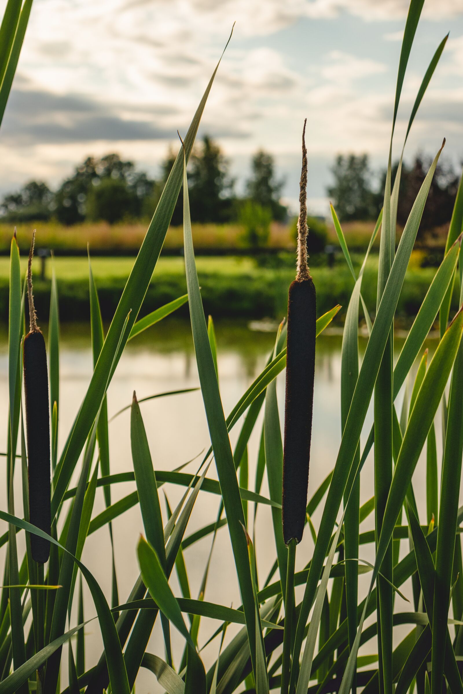 Canon EOS 77D (EOS 9000D / EOS 770D) sample photo. Reed, plant, pond photography