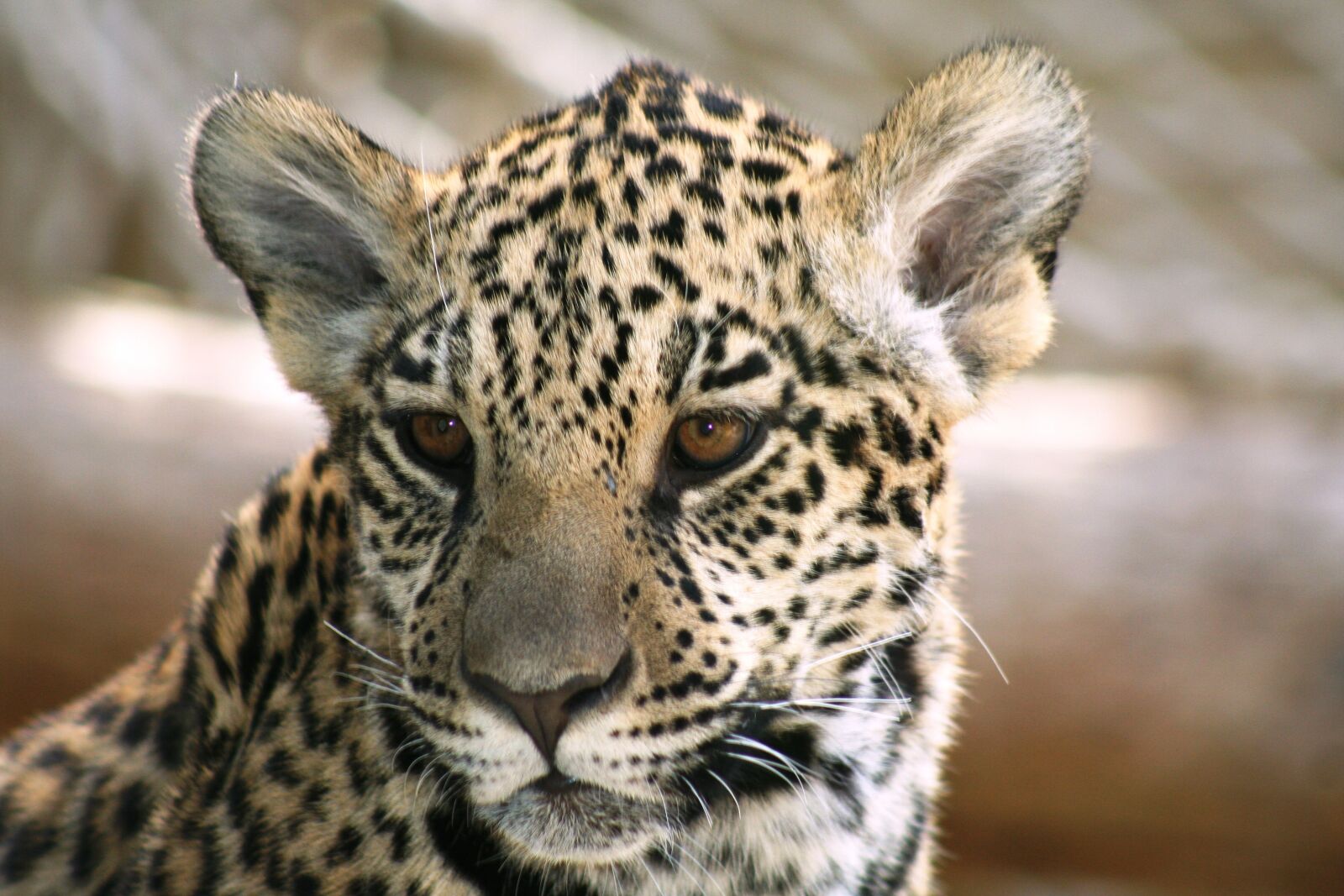 Canon EOS 350D (EOS Digital Rebel XT / EOS Kiss Digital N) sample photo. Leopard, cat, animal photography