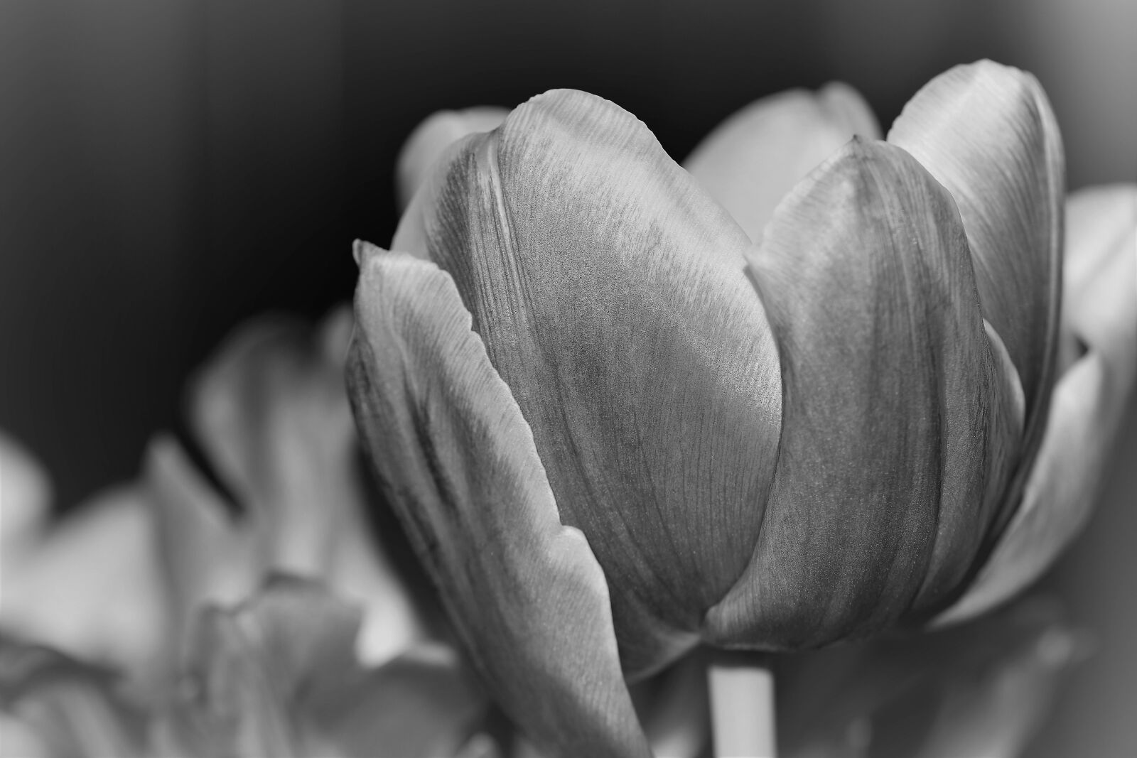 Nikon D5500 sample photo. Tulip, nature, flower photography