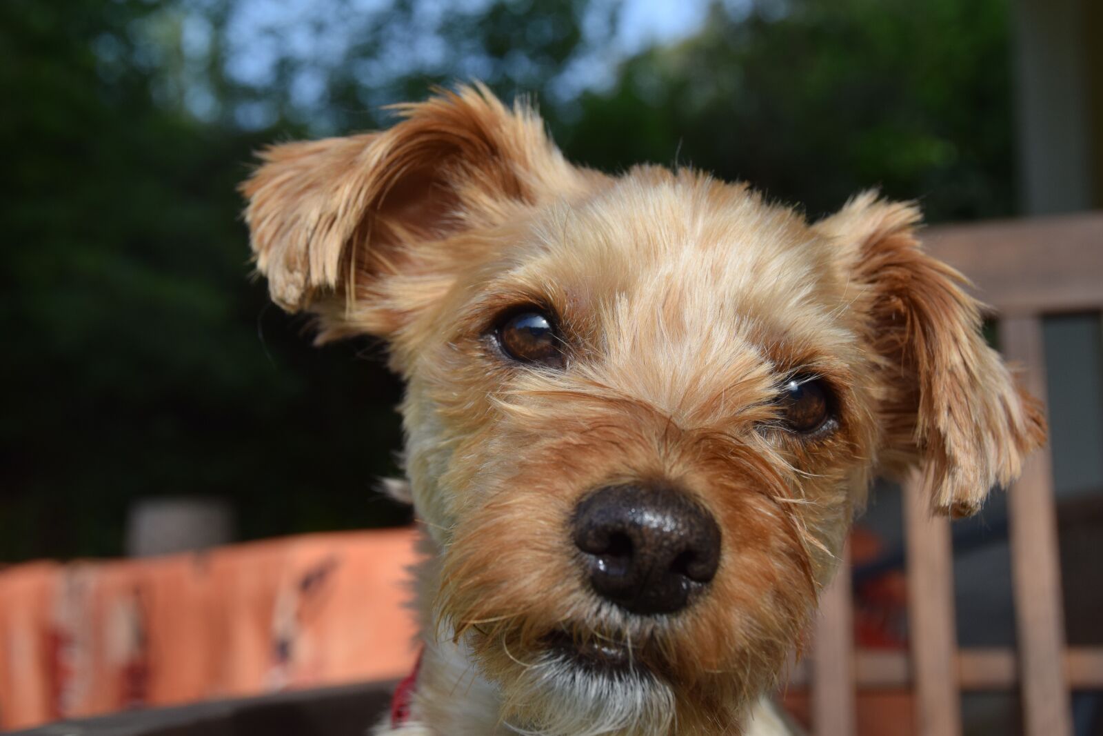 Nikon D5300 sample photo. Dog, yorkie, pet photography
