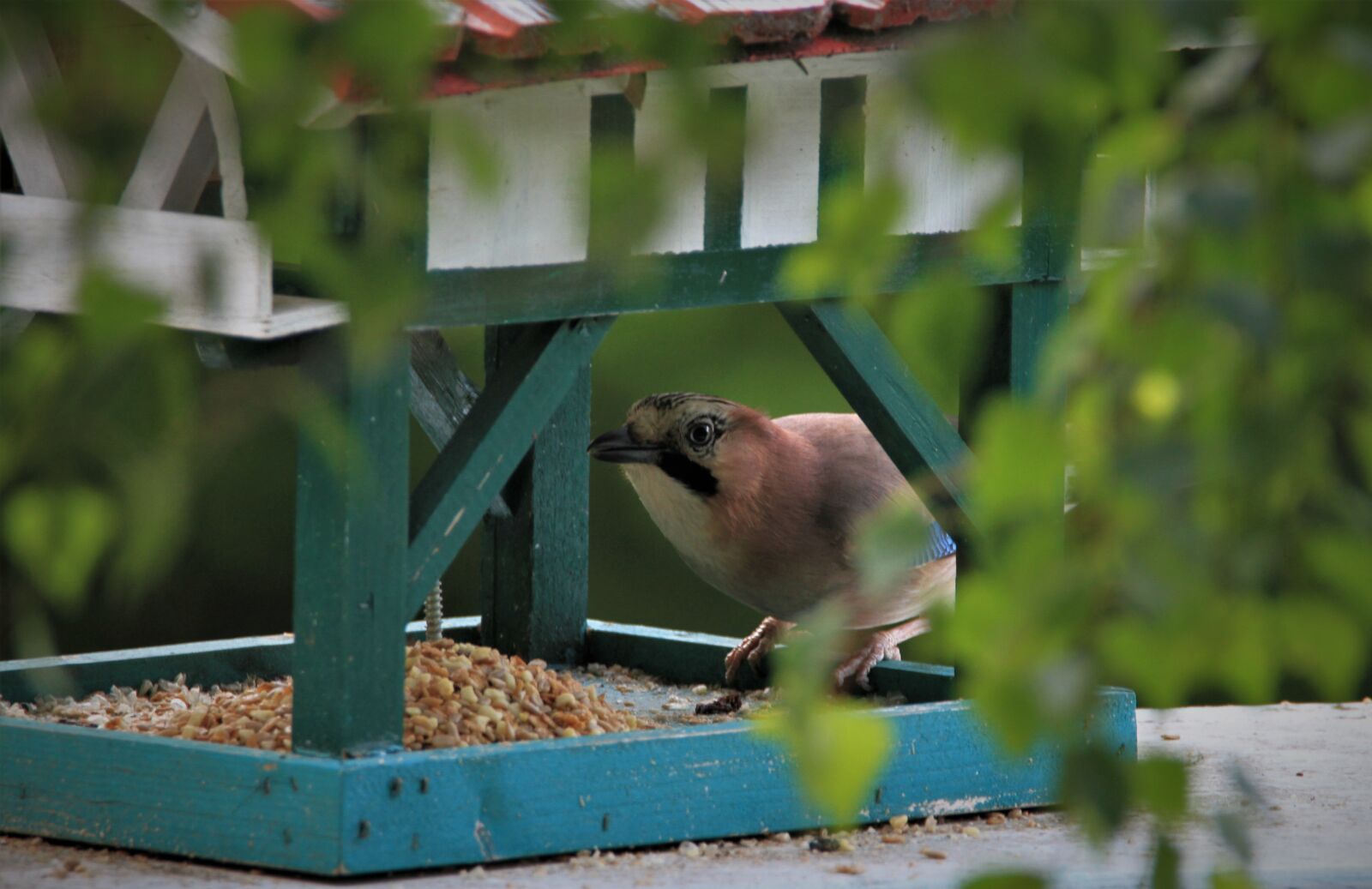 Tamron SP 150-600mm F5-6.3 Di VC USD sample photo. Jay, bird, songbird photography
