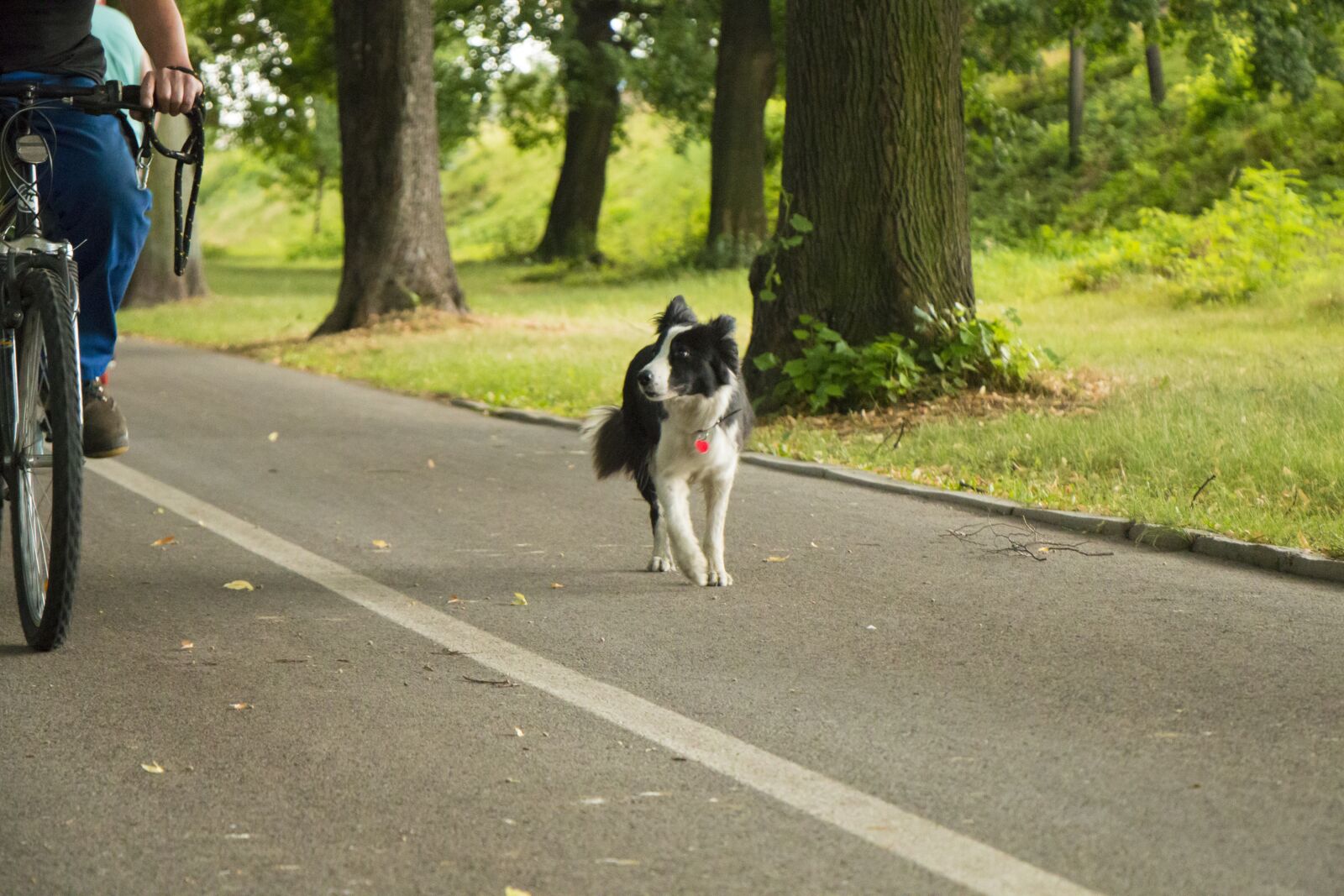 Canon EOS 70D sample photo. Park, tree, dog photography