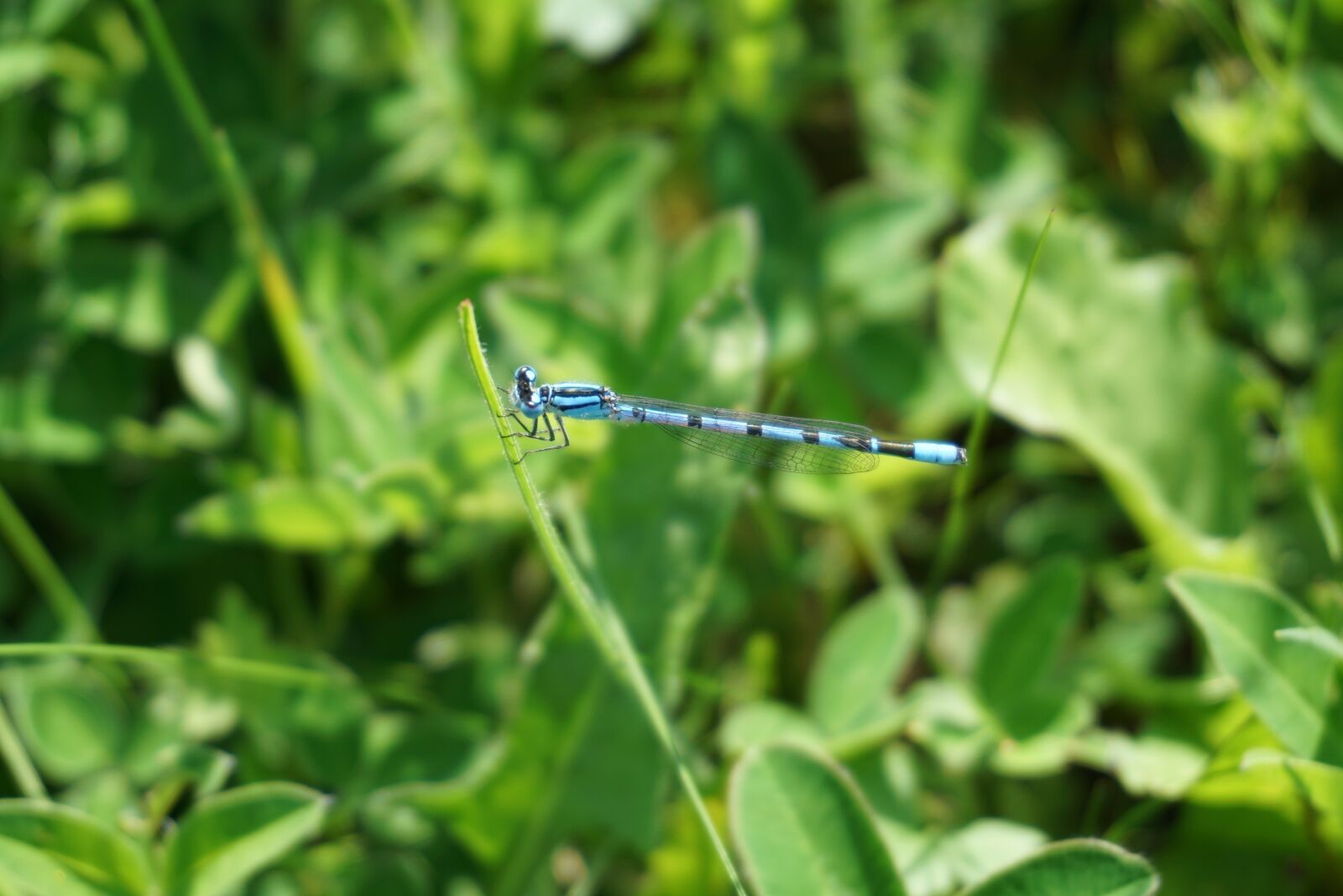 Sony a6000 sample photo. Dragonfly, blue, insect photography