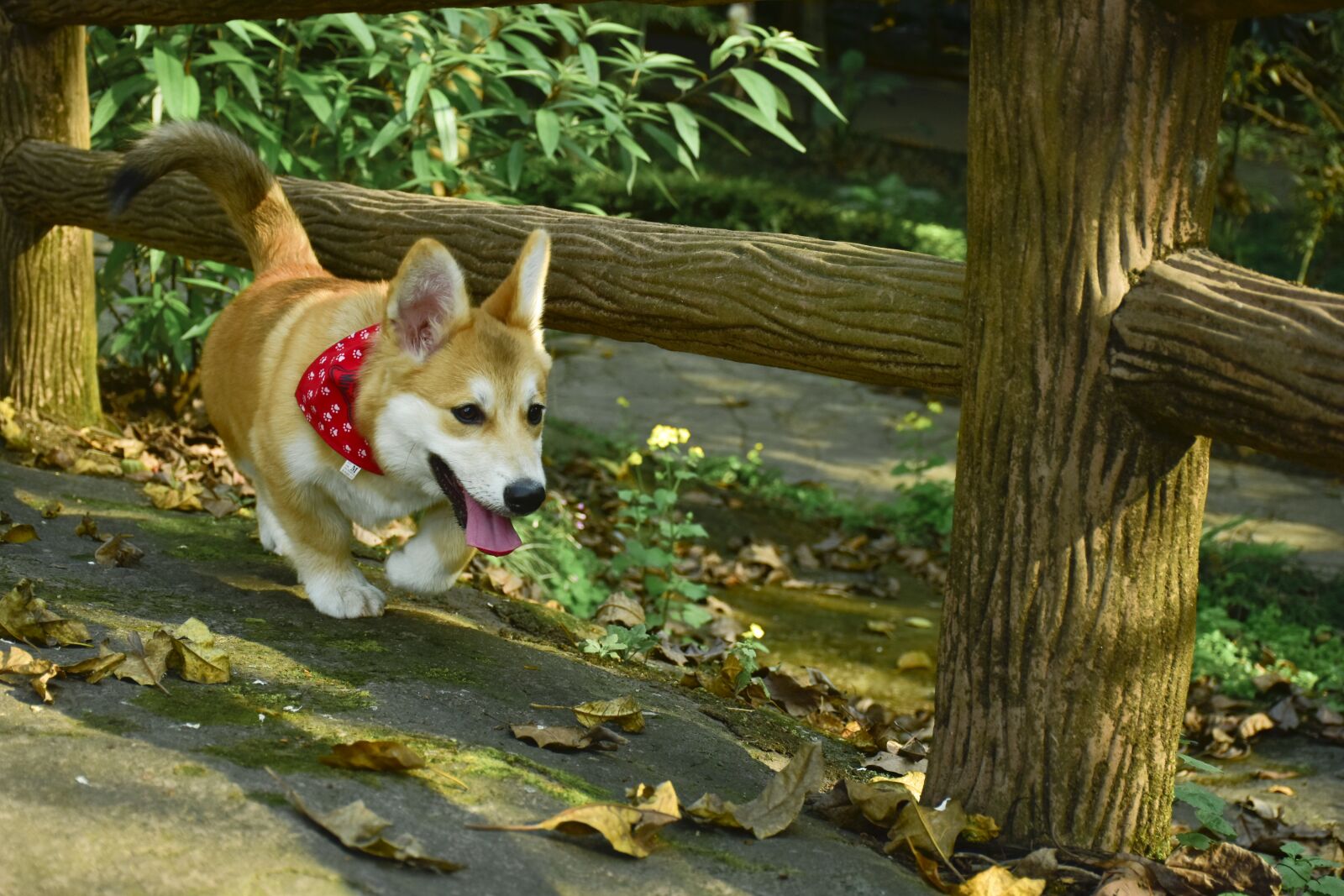 Nikon D5500 sample photo. Dog, 柯基, 小狗 photography