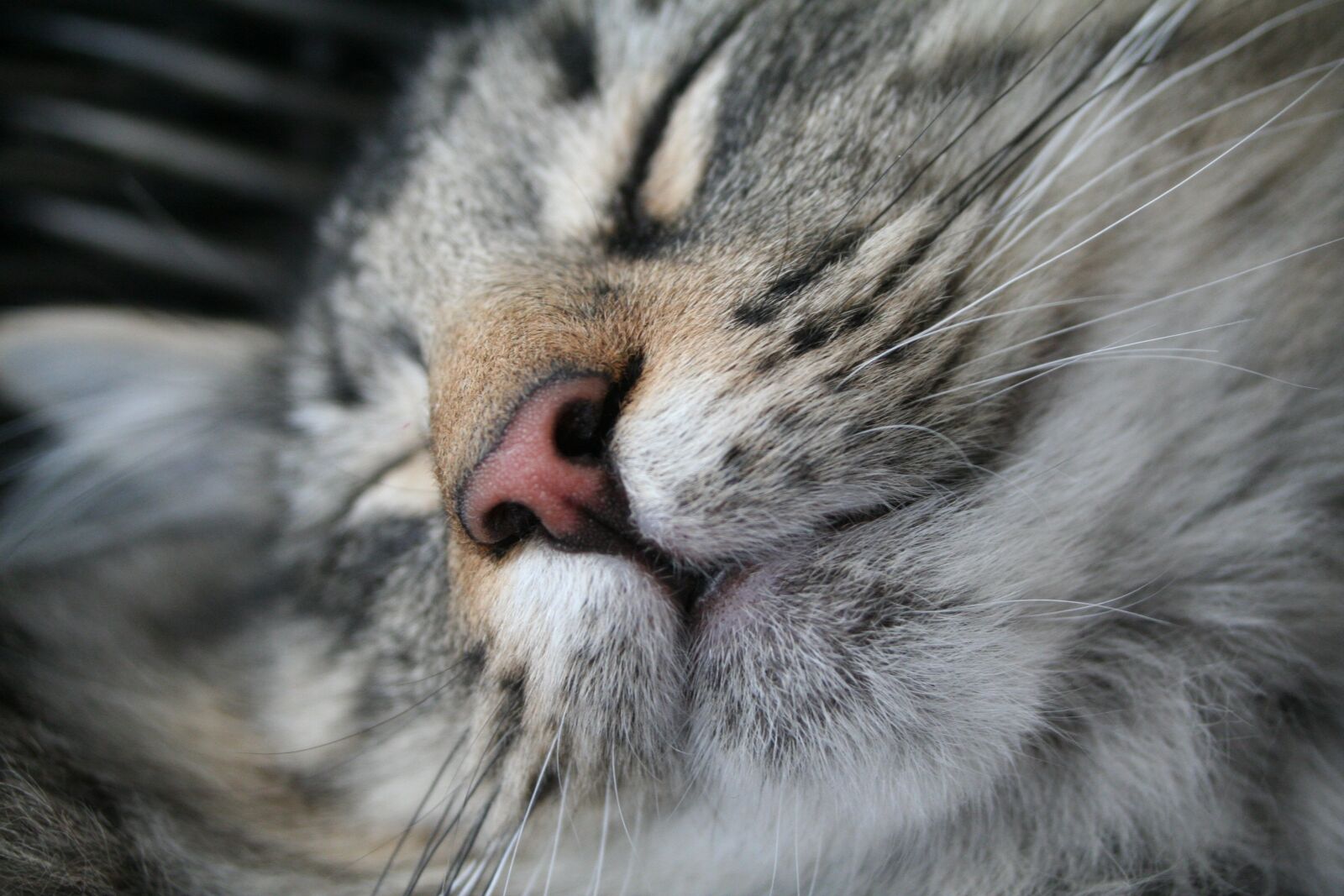 Canon EOS 350D (EOS Digital Rebel XT / EOS Kiss Digital N) sample photo. Cat, sleep, pet photography