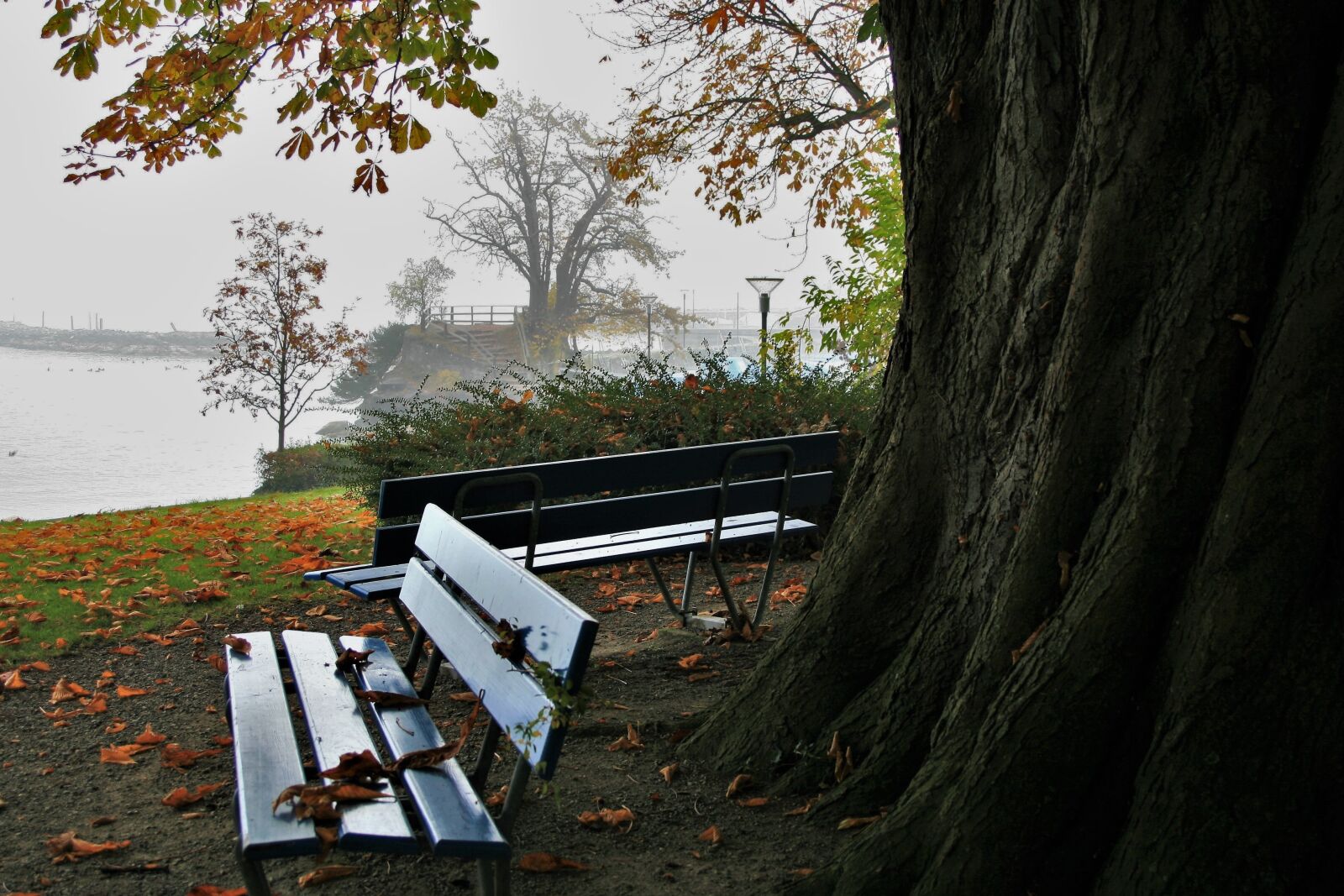 Canon EOS 400D (EOS Digital Rebel XTi / EOS Kiss Digital X) sample photo. Tree, at the court photography