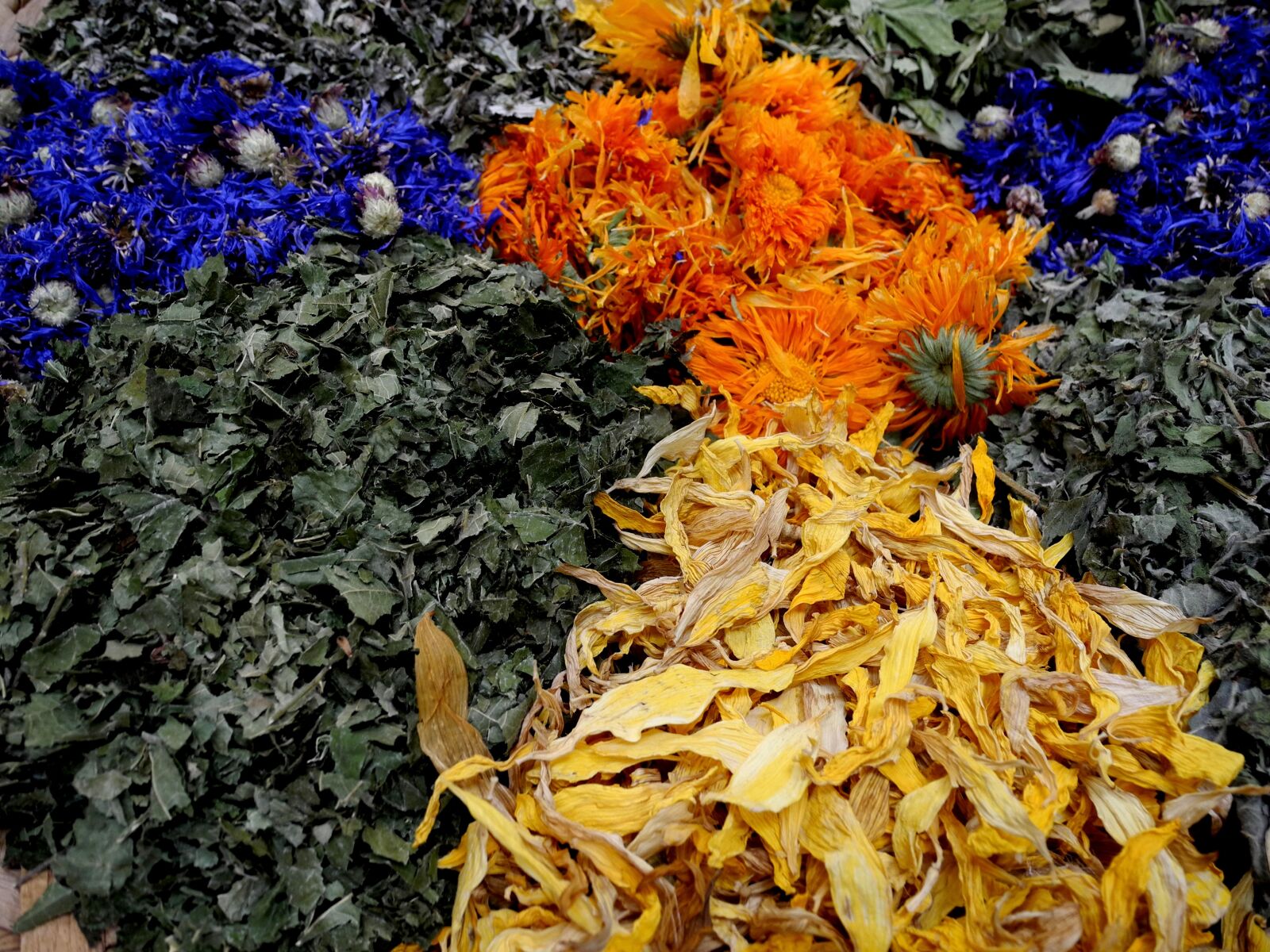 Nikon Coolpix P7000 sample photo. Herbs, foliage, dried photography