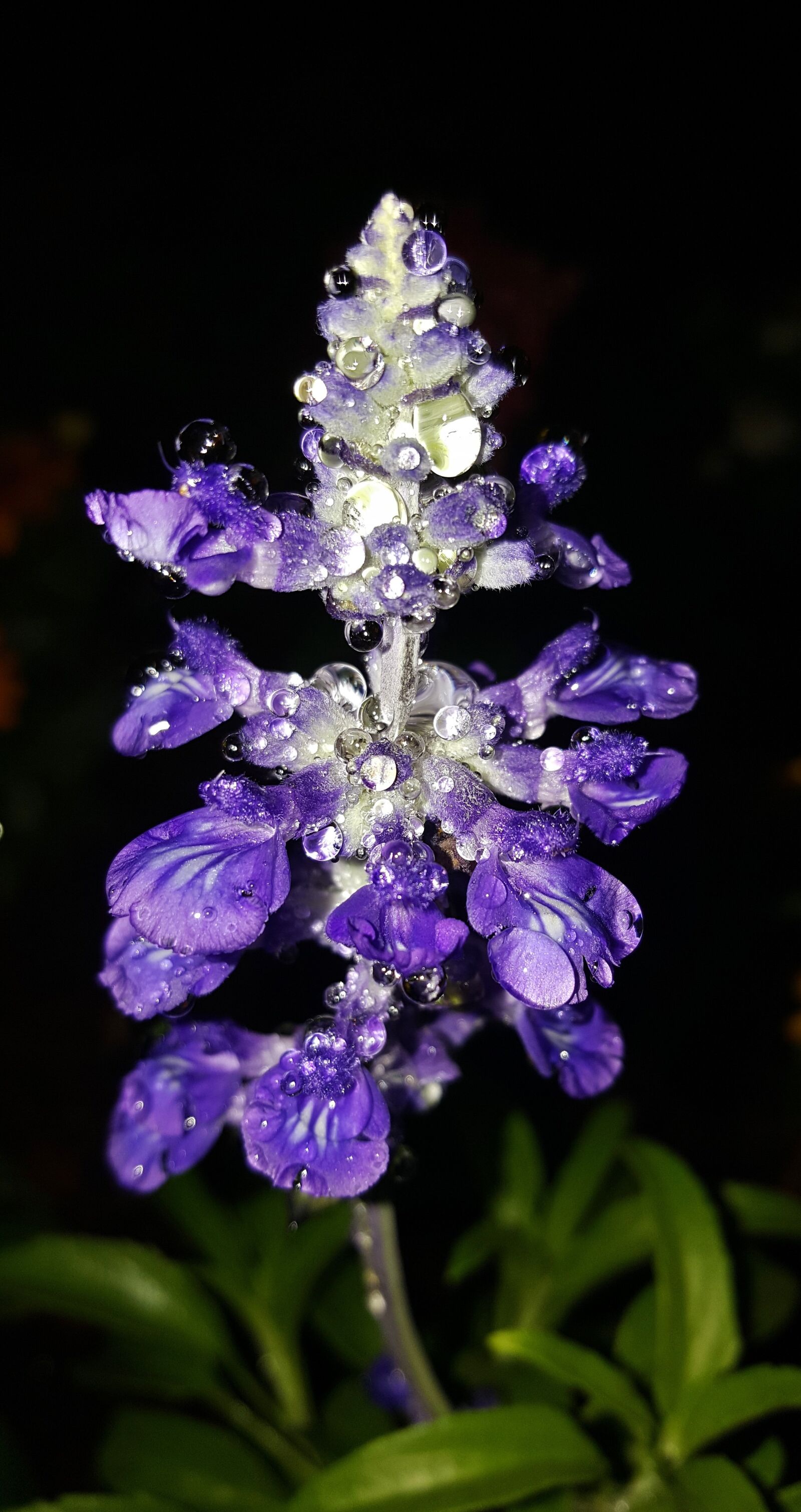 Samsung Galaxy Note5 sample photo. Sages, salvia, flowers photography
